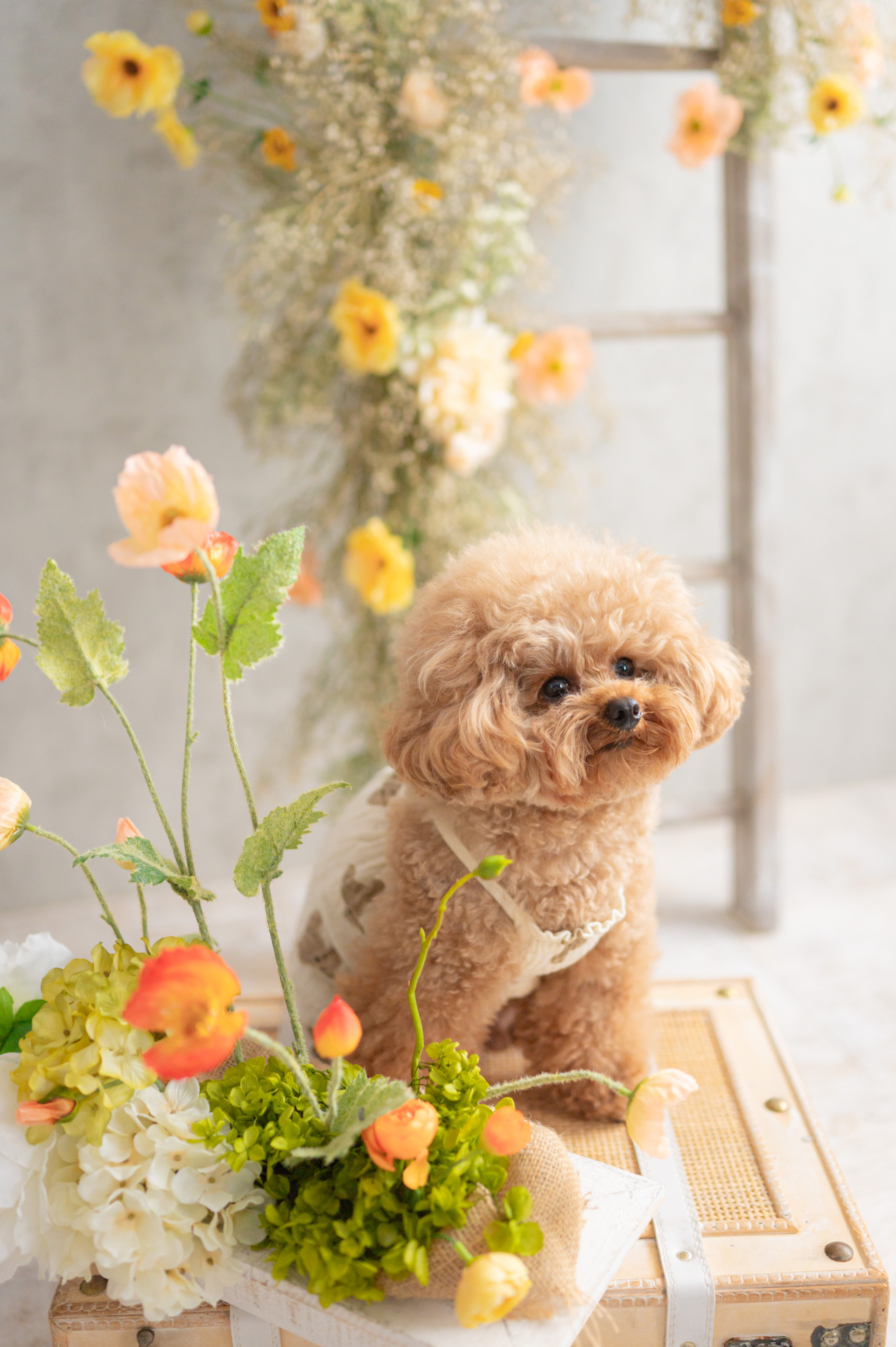 Marshmallow styling/photoのメイン画像