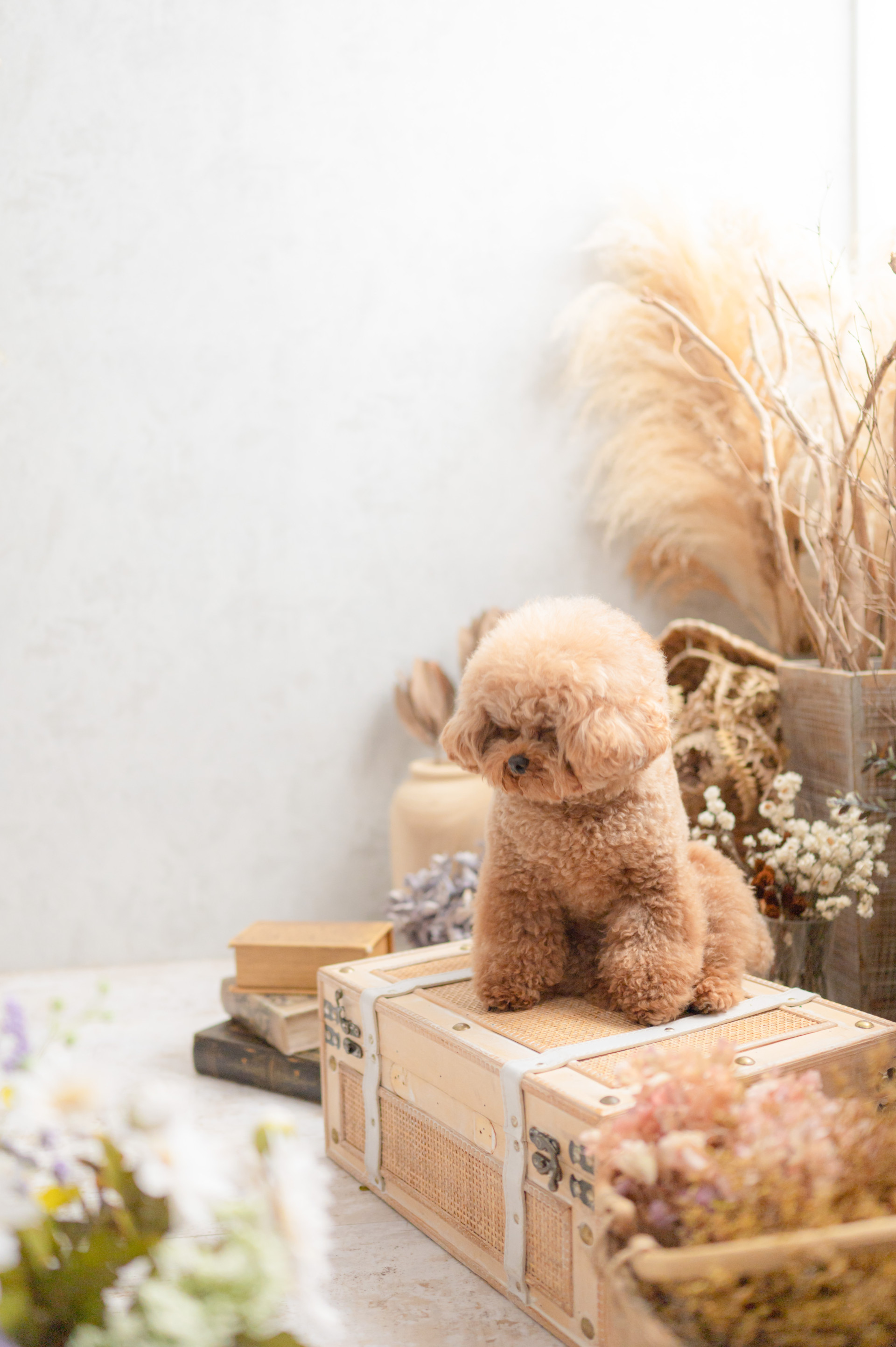 Marshmallow styling/photoのメイン画像