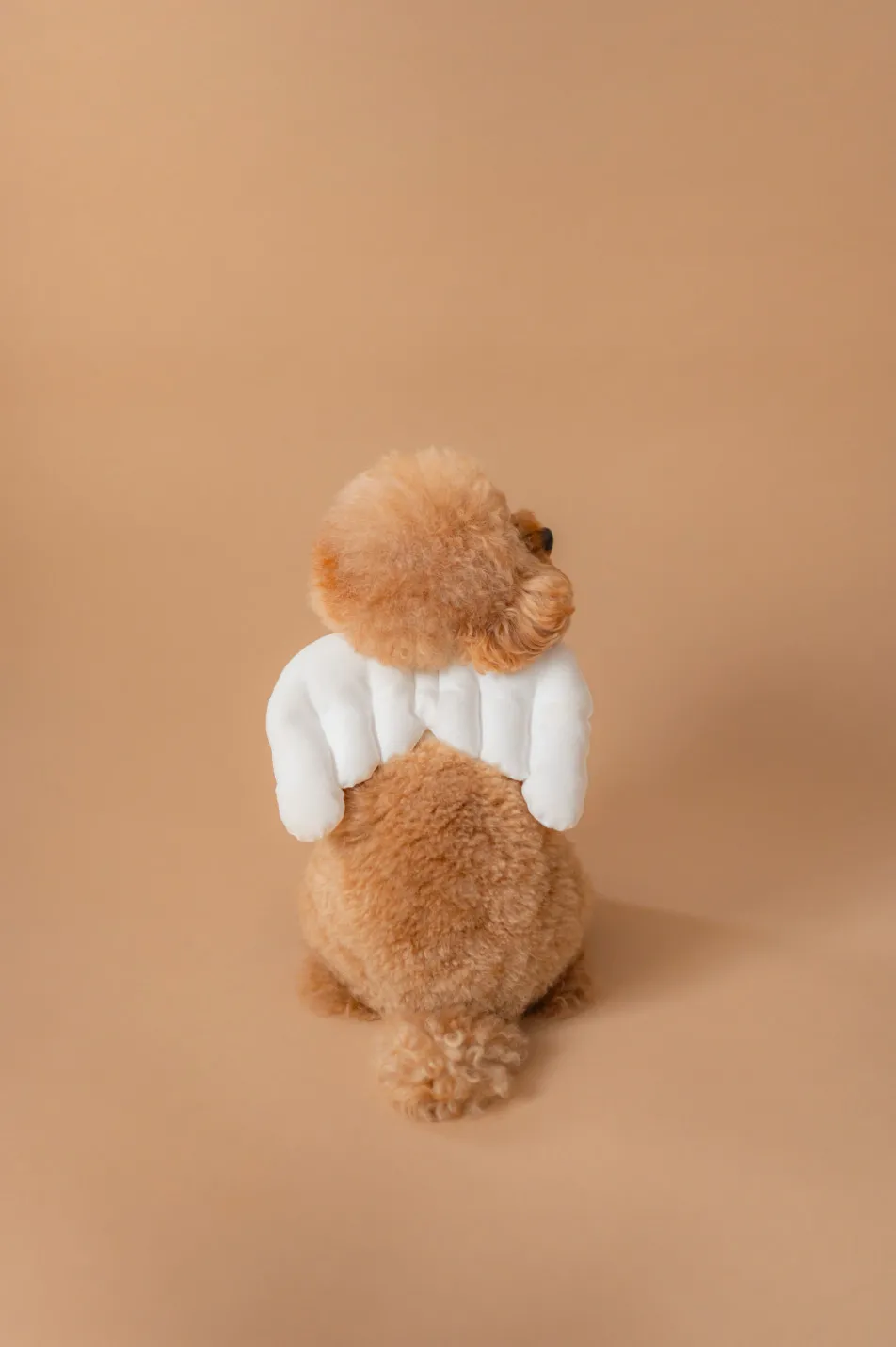 Marshmallow styling/photoの画像