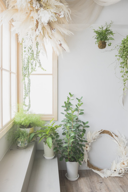 photostudio cottonの画像