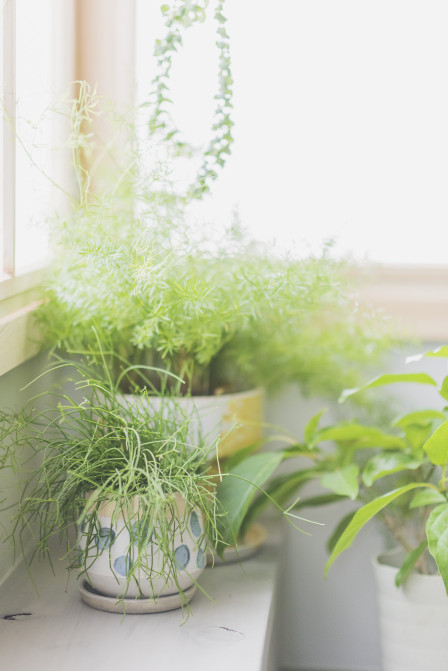 photostudio cottonの画像