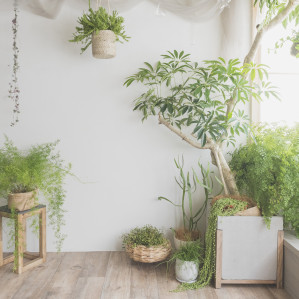 photostudio cottonの画像