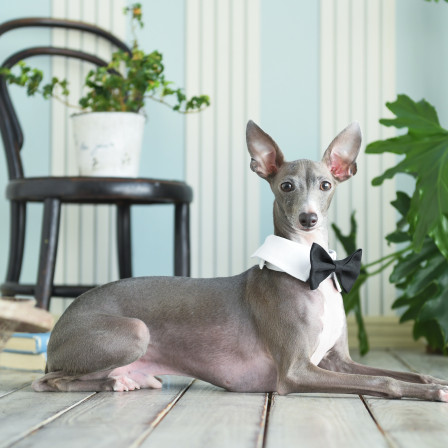 pindot studioの画像