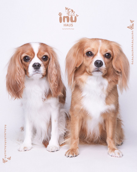 韓国式フォトスタジオ Butterflyhaus namba バタフライハウスなんば5の画像