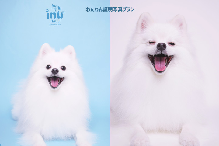 韓国式フォトスタジオ Butterflyhaus namba バタフライハウスなんばの画像4