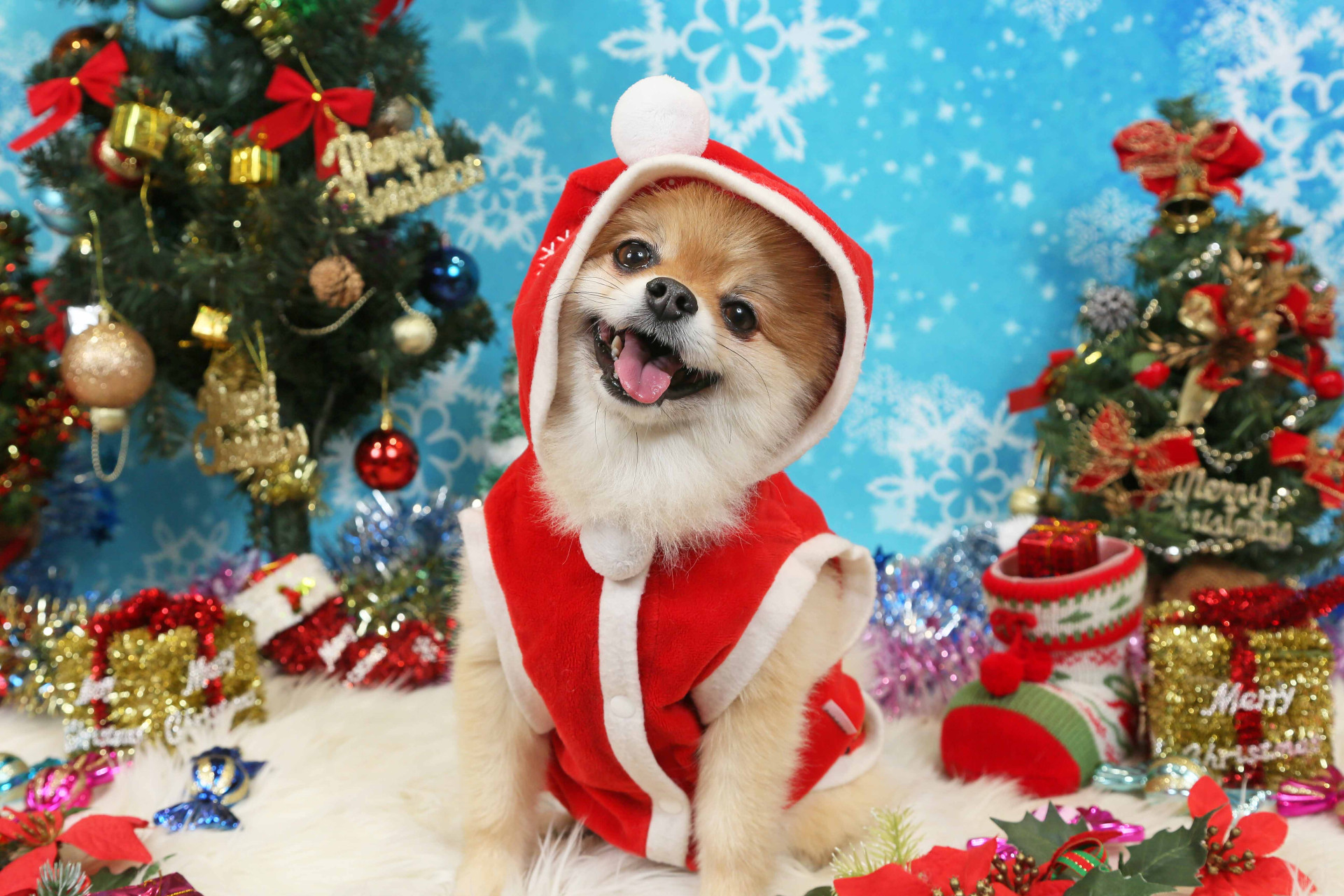 不思議の国のわんわん写真館のメイン画像