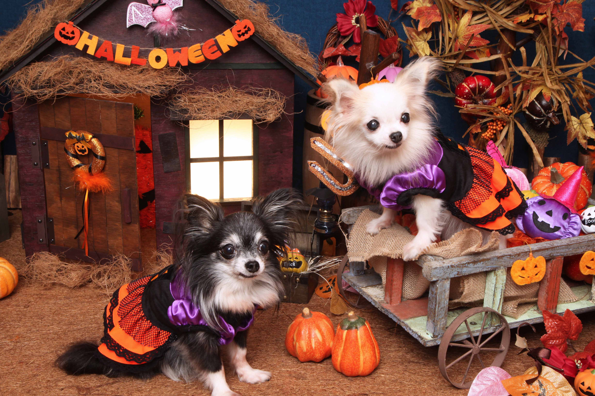 不思議の国のわんわん写真館のメイン画像