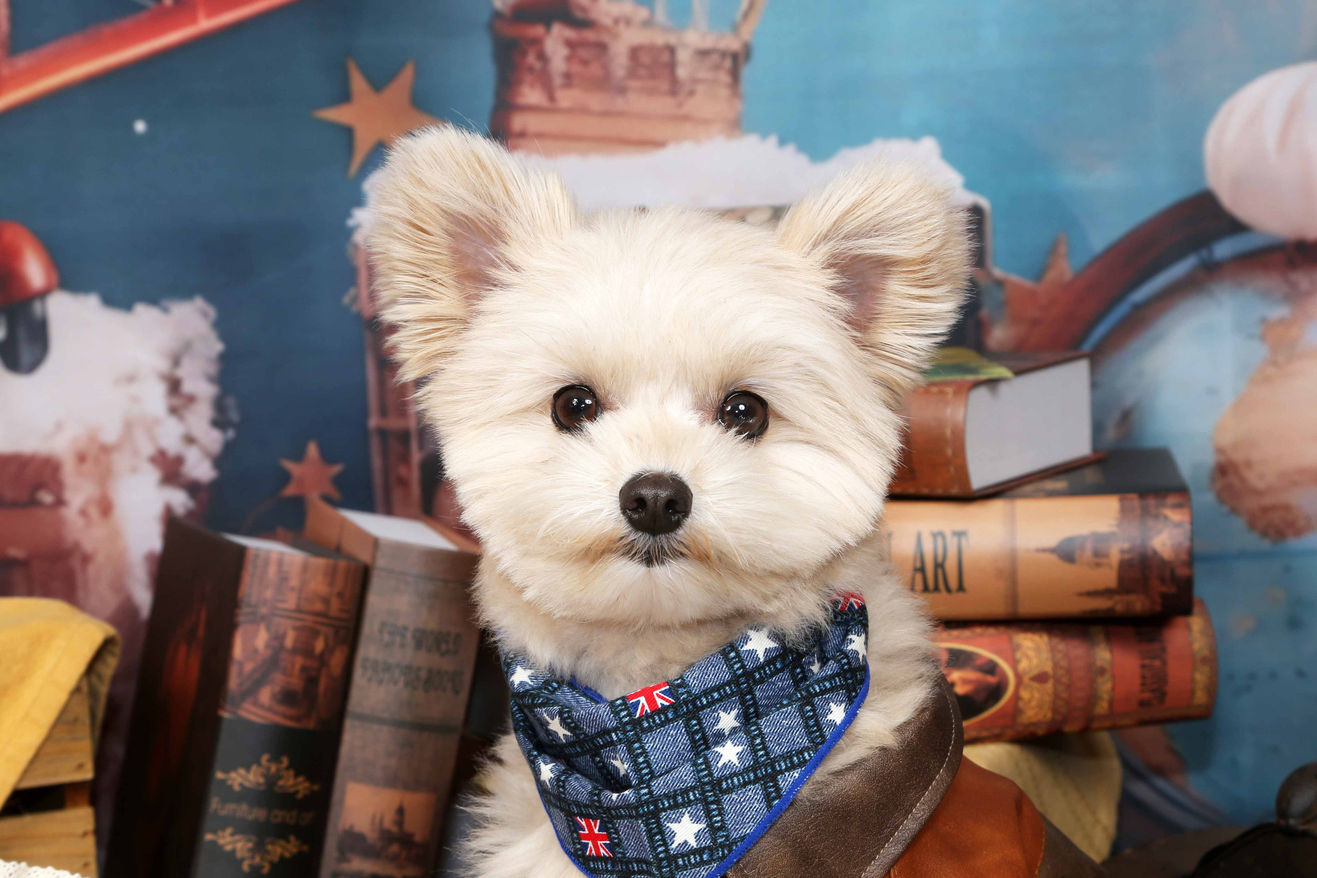 不思議の国のわんわん写真館のメイン画像