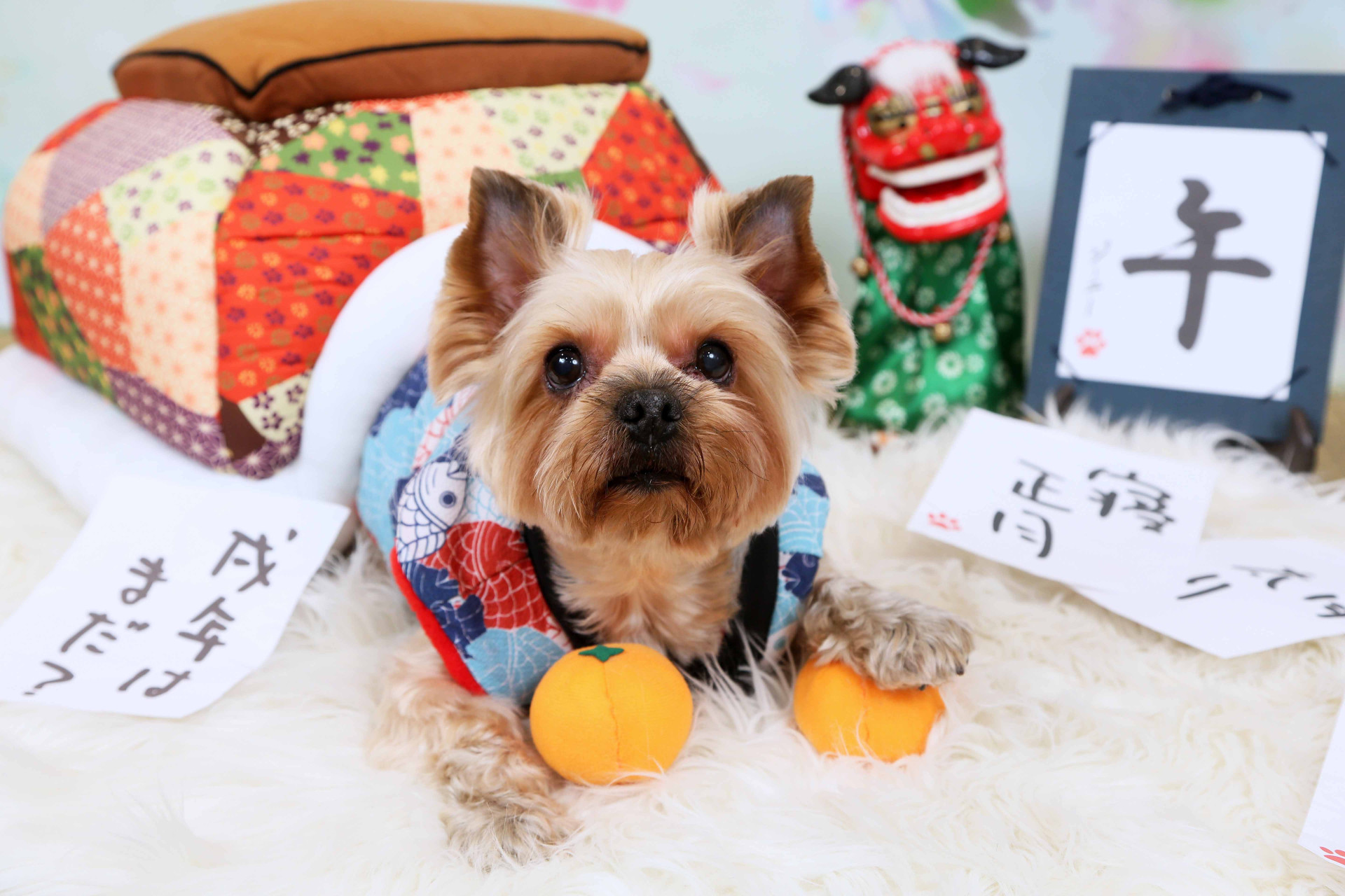 不思議の国のわんわん写真館のメイン画像