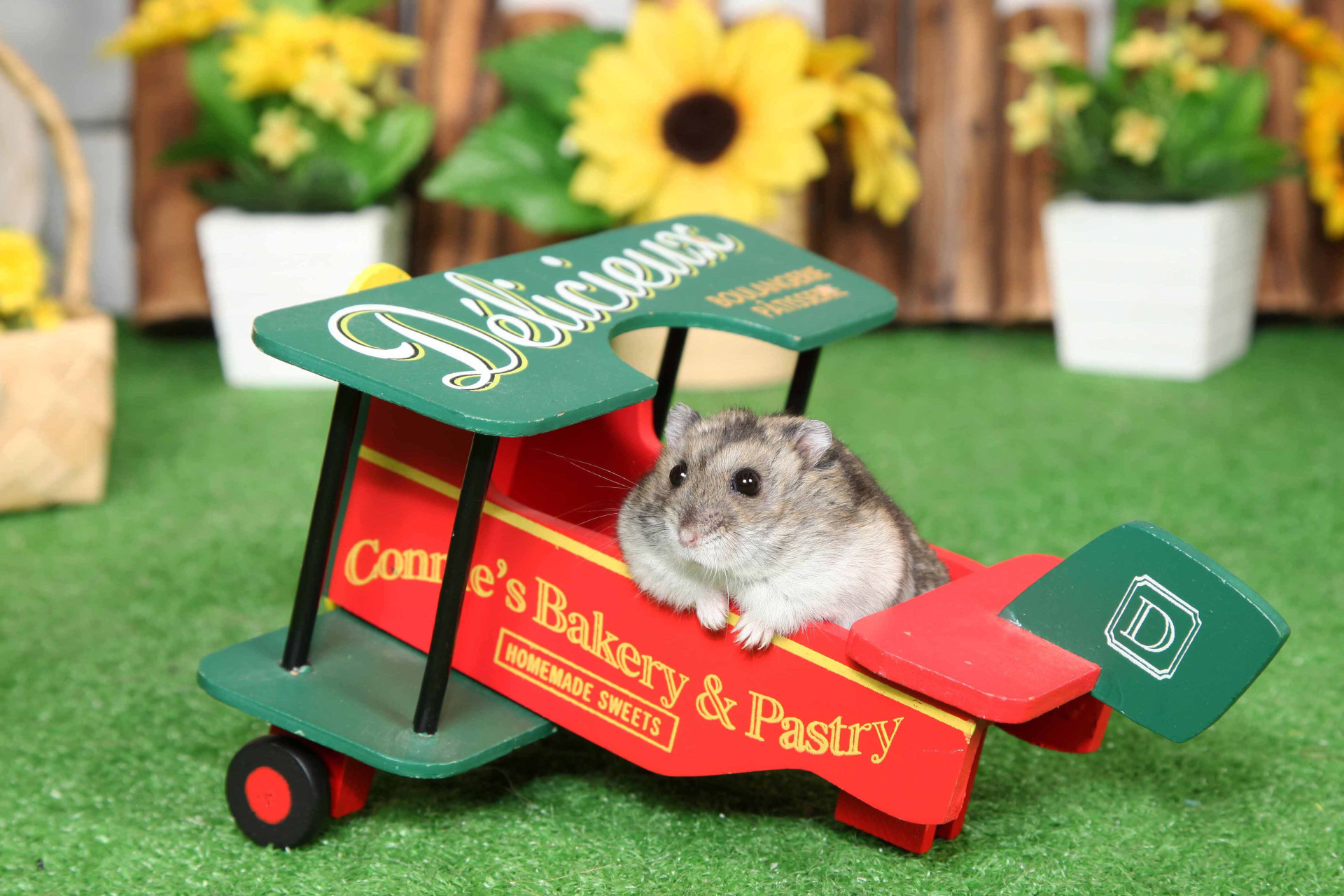 不思議の国のわんわん写真館のメイン画像