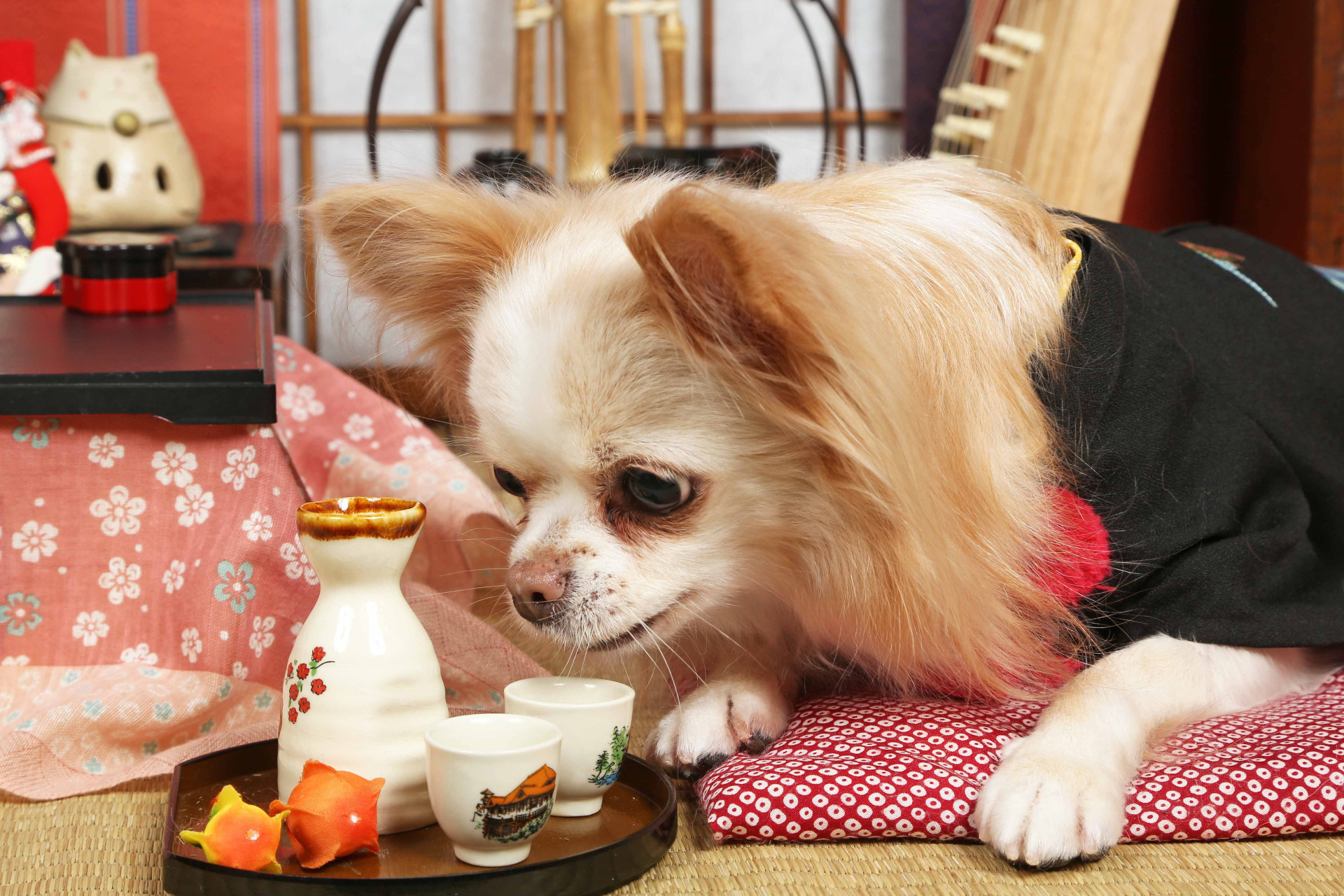 不思議の国のわんわん写真館のメイン画像