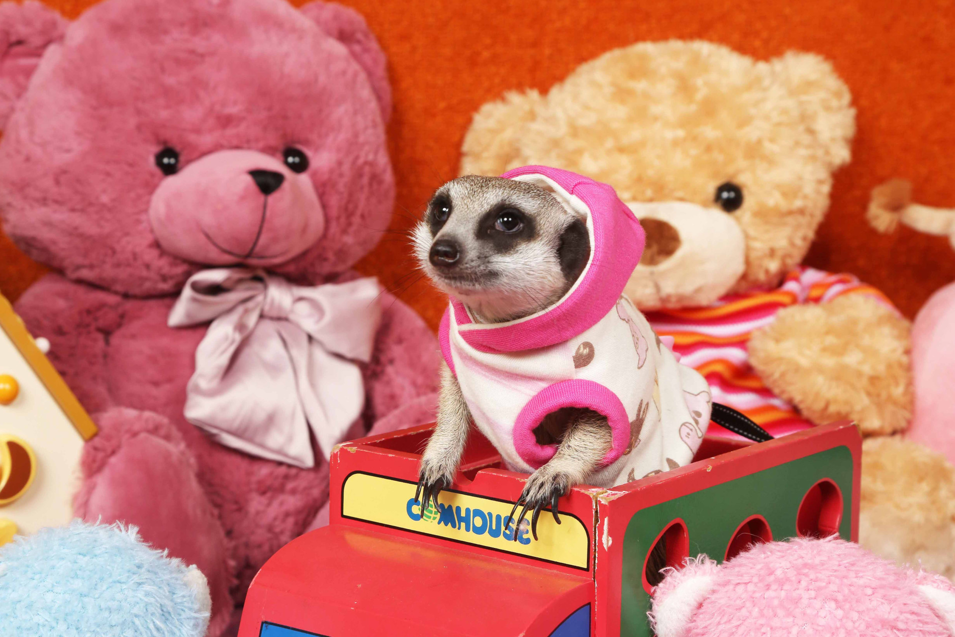 不思議の国のわんわん写真館のメイン画像