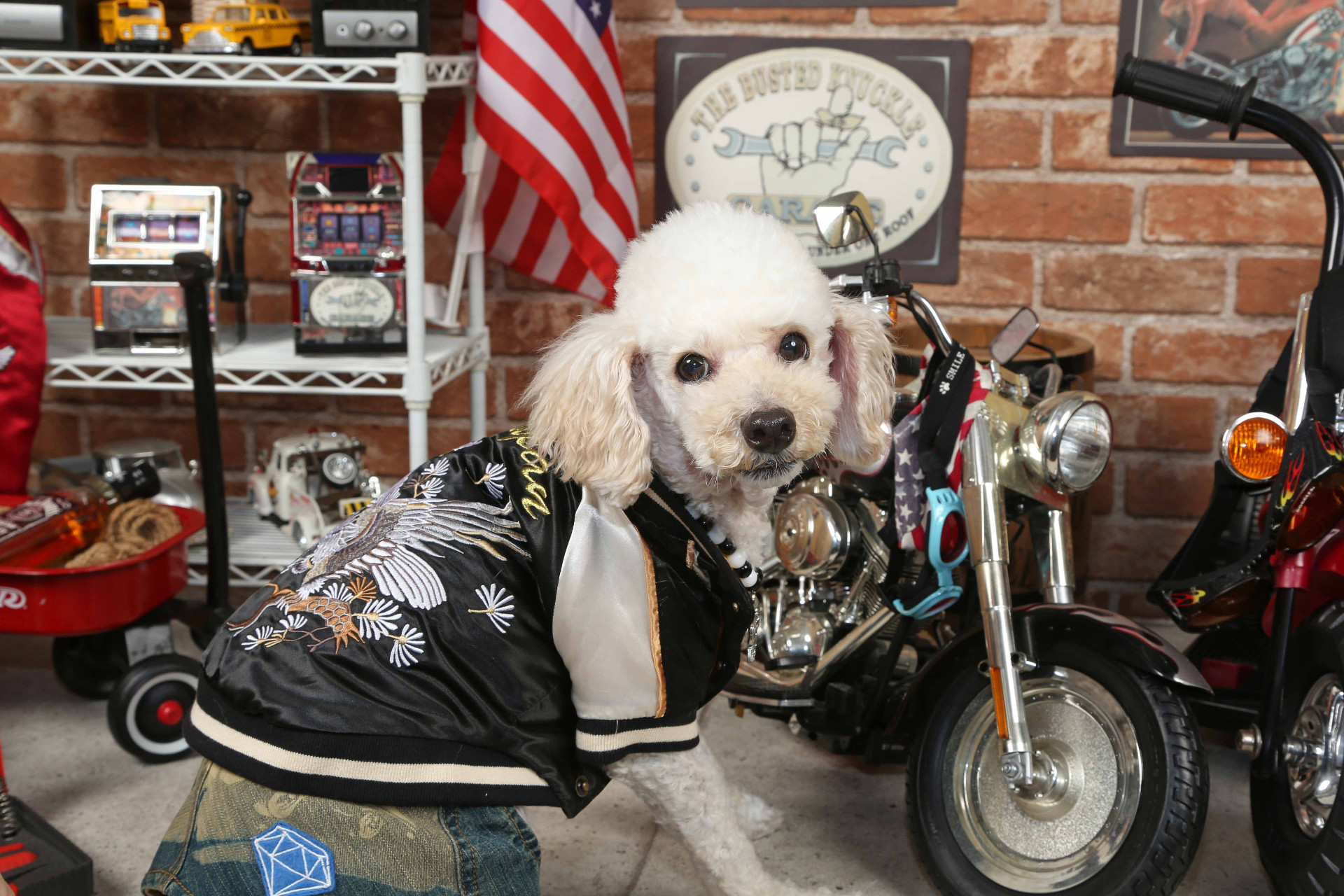 不思議の国のわんわん写真館のメイン画像