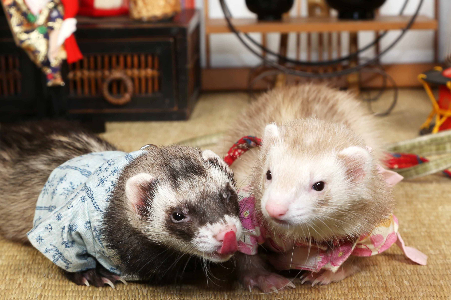 不思議の国のわんわん写真館のメイン画像