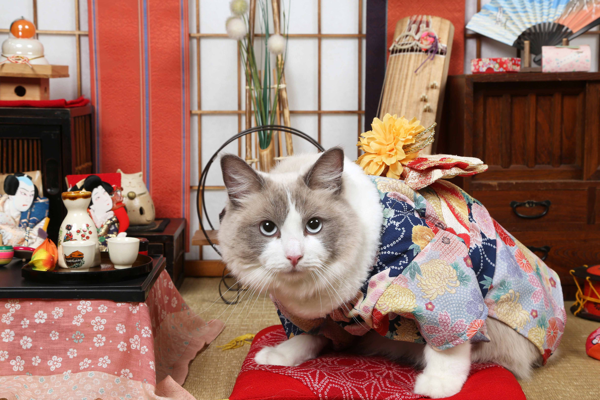 不思議の国のわんわん写真館のメイン画像