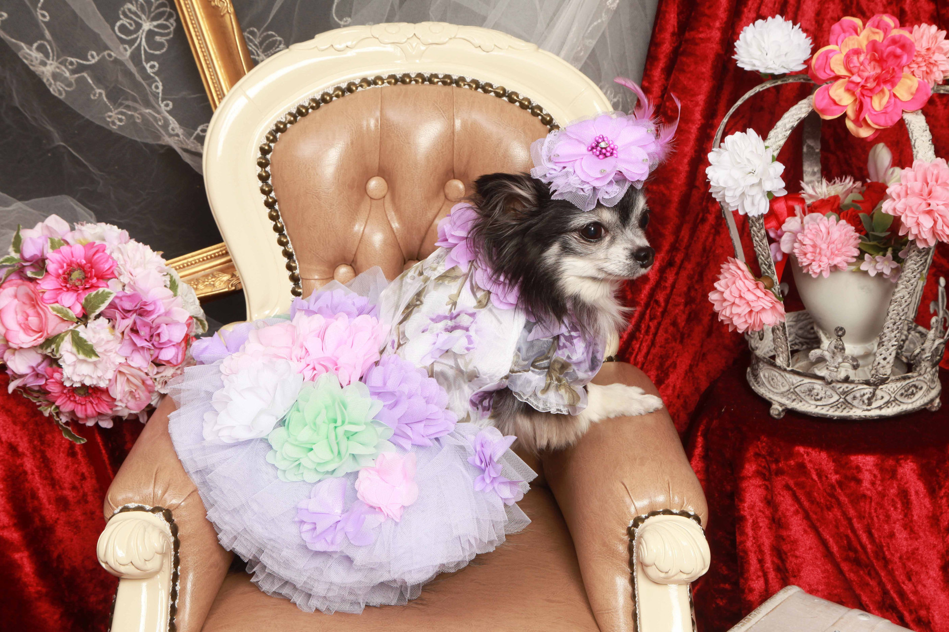 不思議の国のわんわん写真館のメイン画像