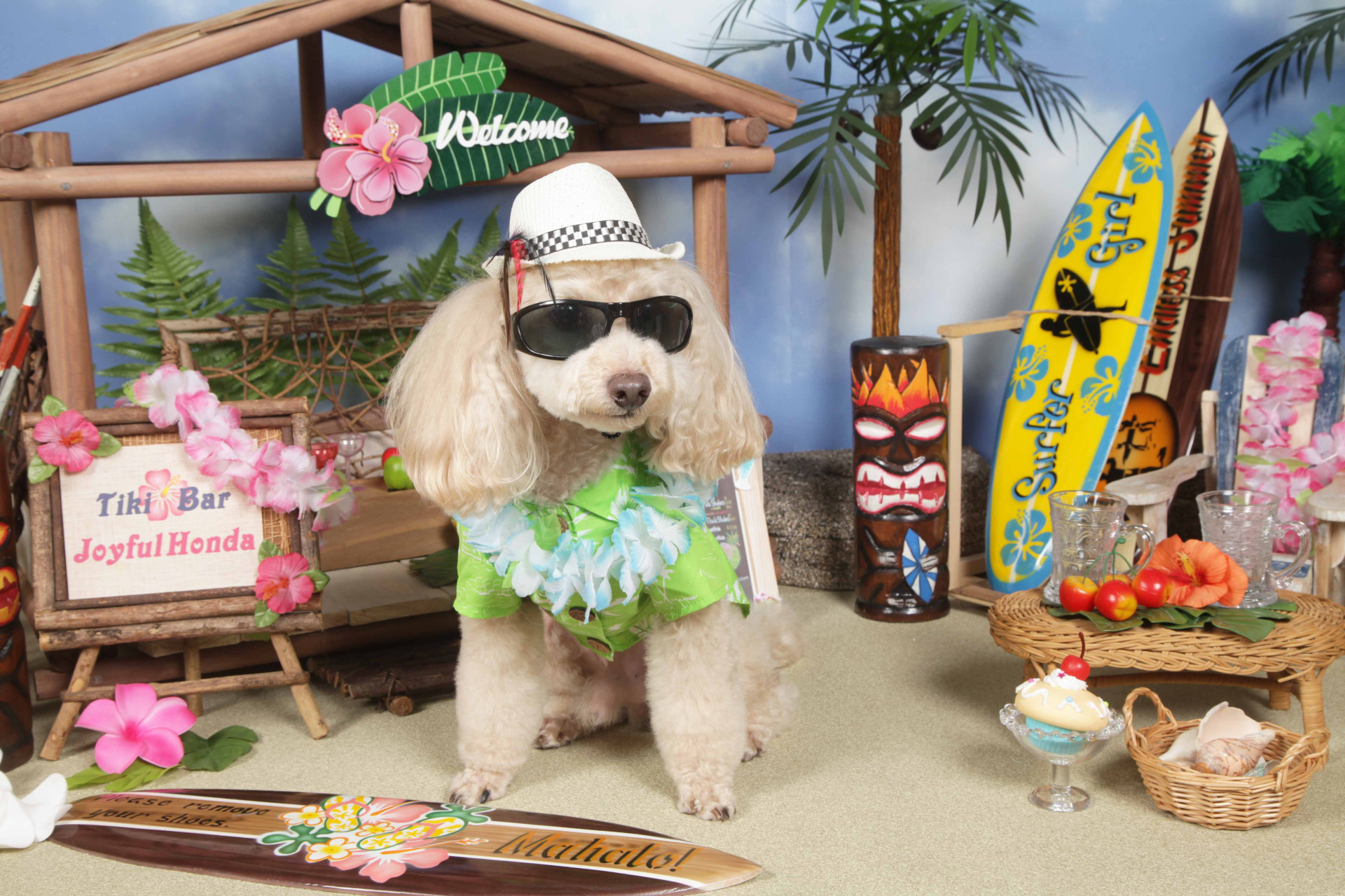 不思議の国のわんわん写真館のメイン画像