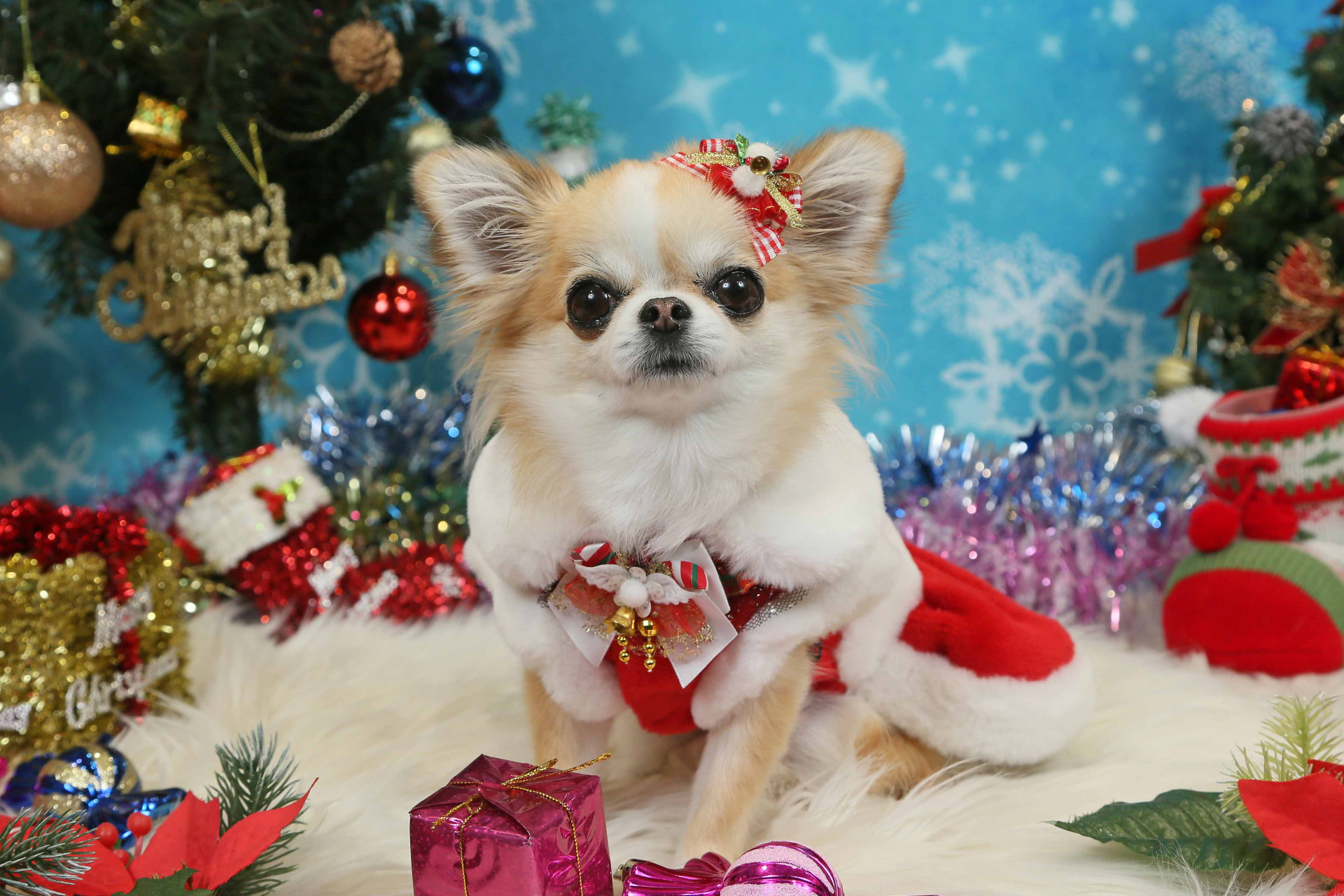 不思議の国のわんわん写真館のメイン画像