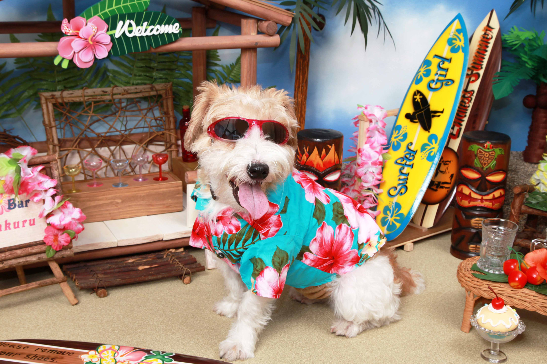 不思議の国のわんわん写真館のメイン画像