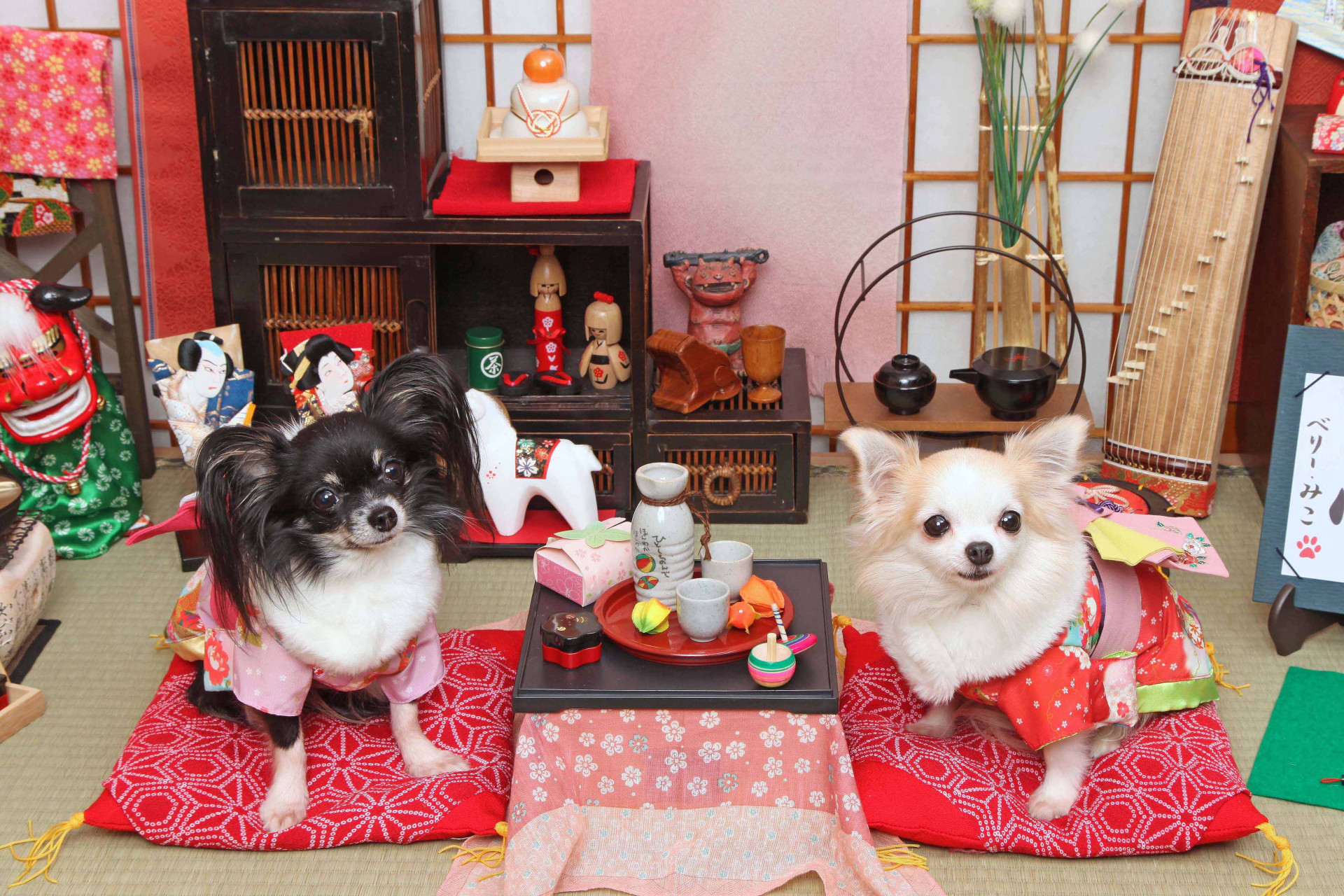 不思議の国のわんわん写真館のメイン画像