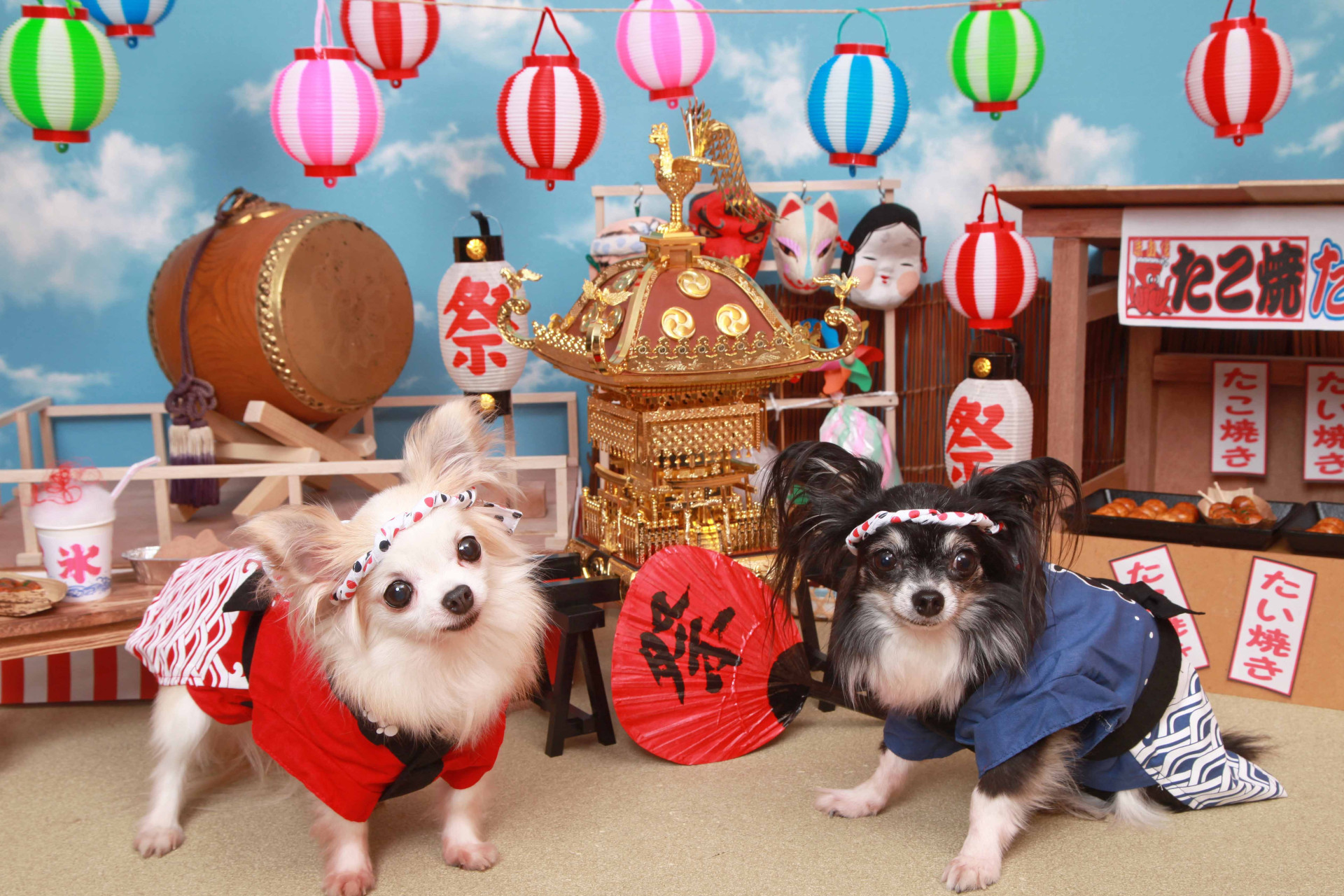 不思議の国のわんわん写真館のメイン画像