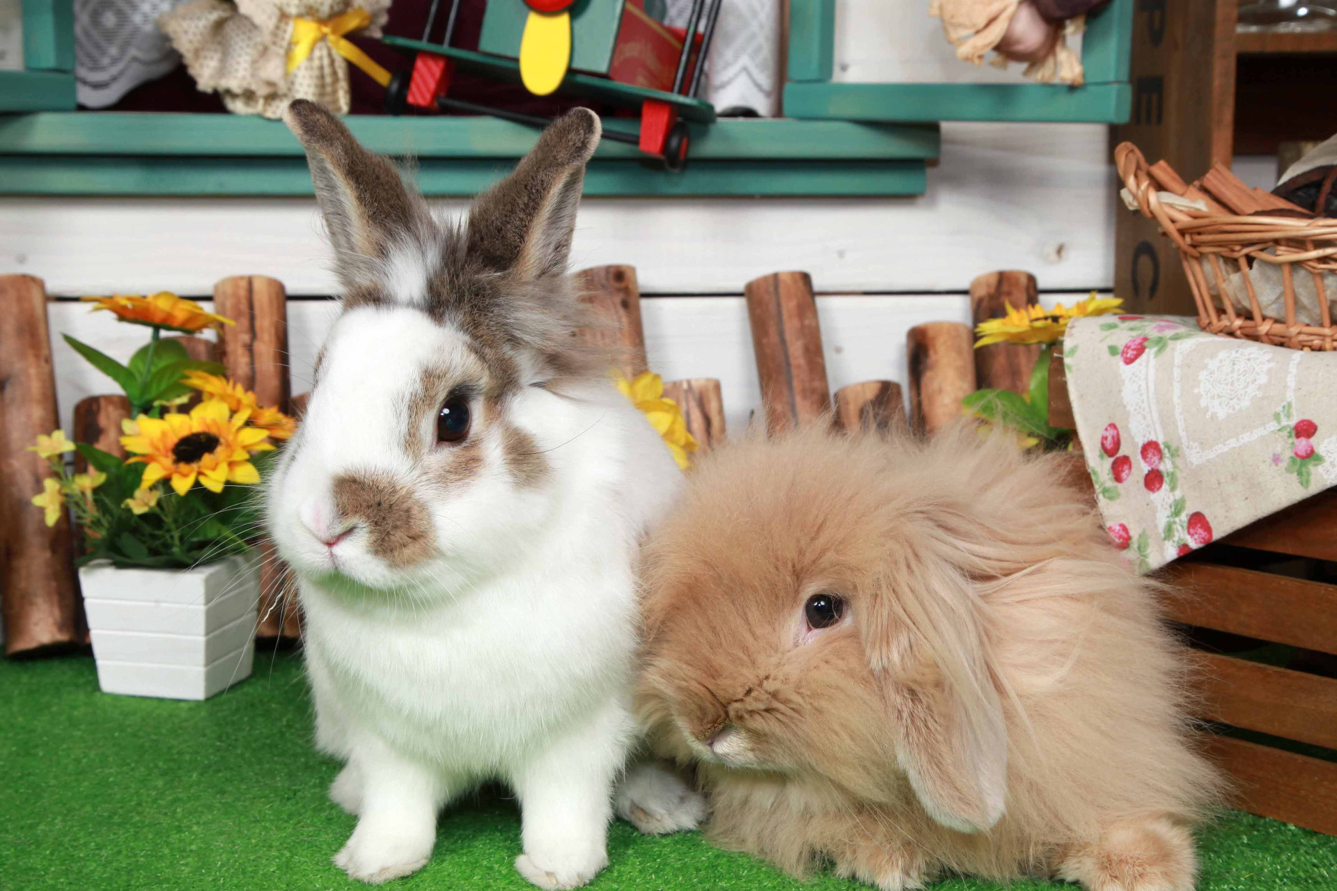 不思議の国のわんわん写真館のメイン画像