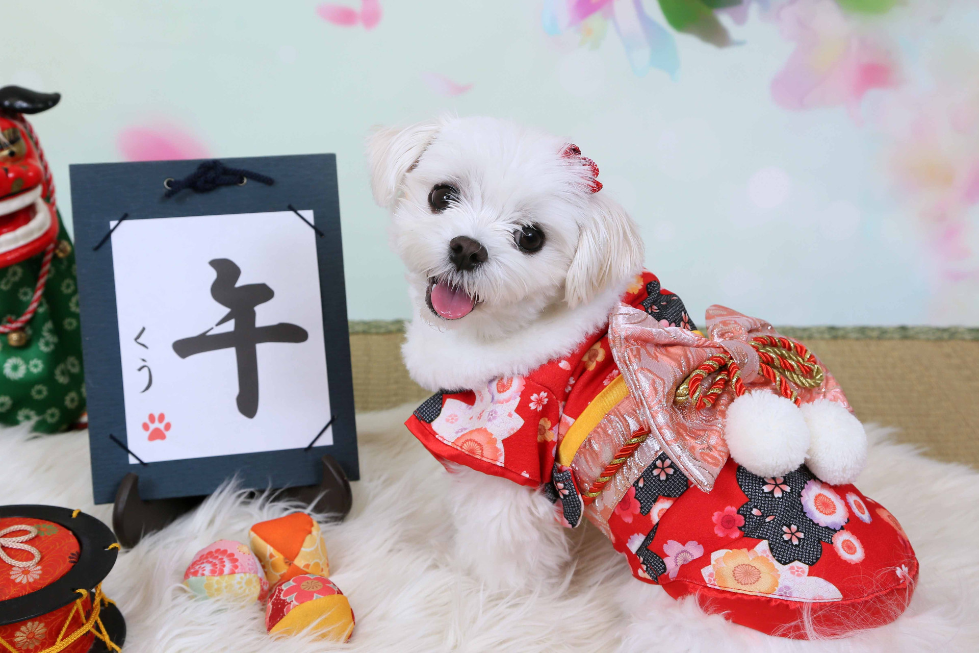 不思議の国のわんわん写真館のメイン画像