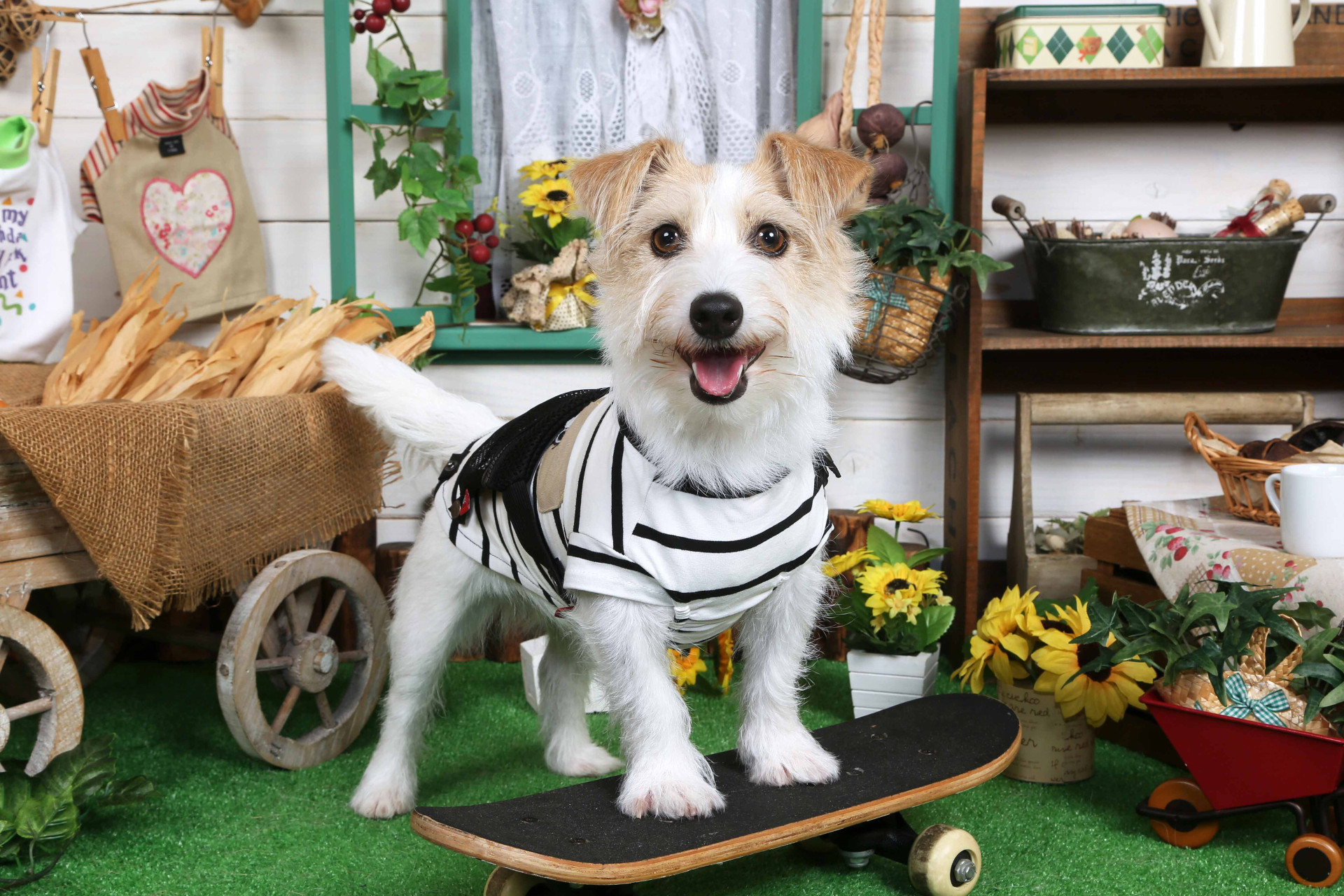 不思議の国のわんわん写真館のメイン画像