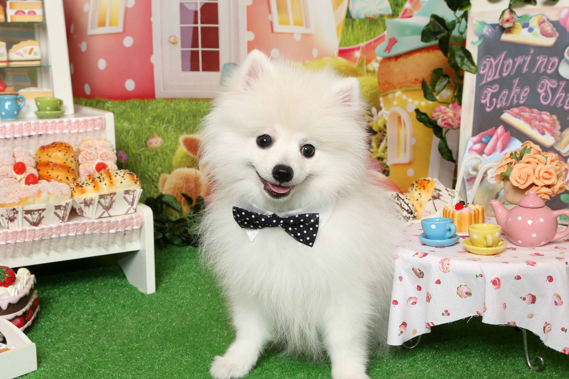 不思議の国のわんわん写真館のメイン画像