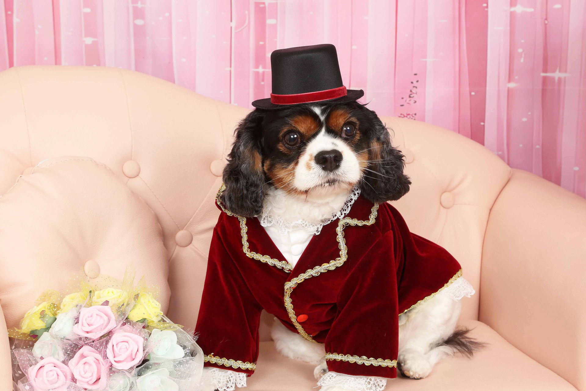 不思議の国のわんわん写真館のメイン画像