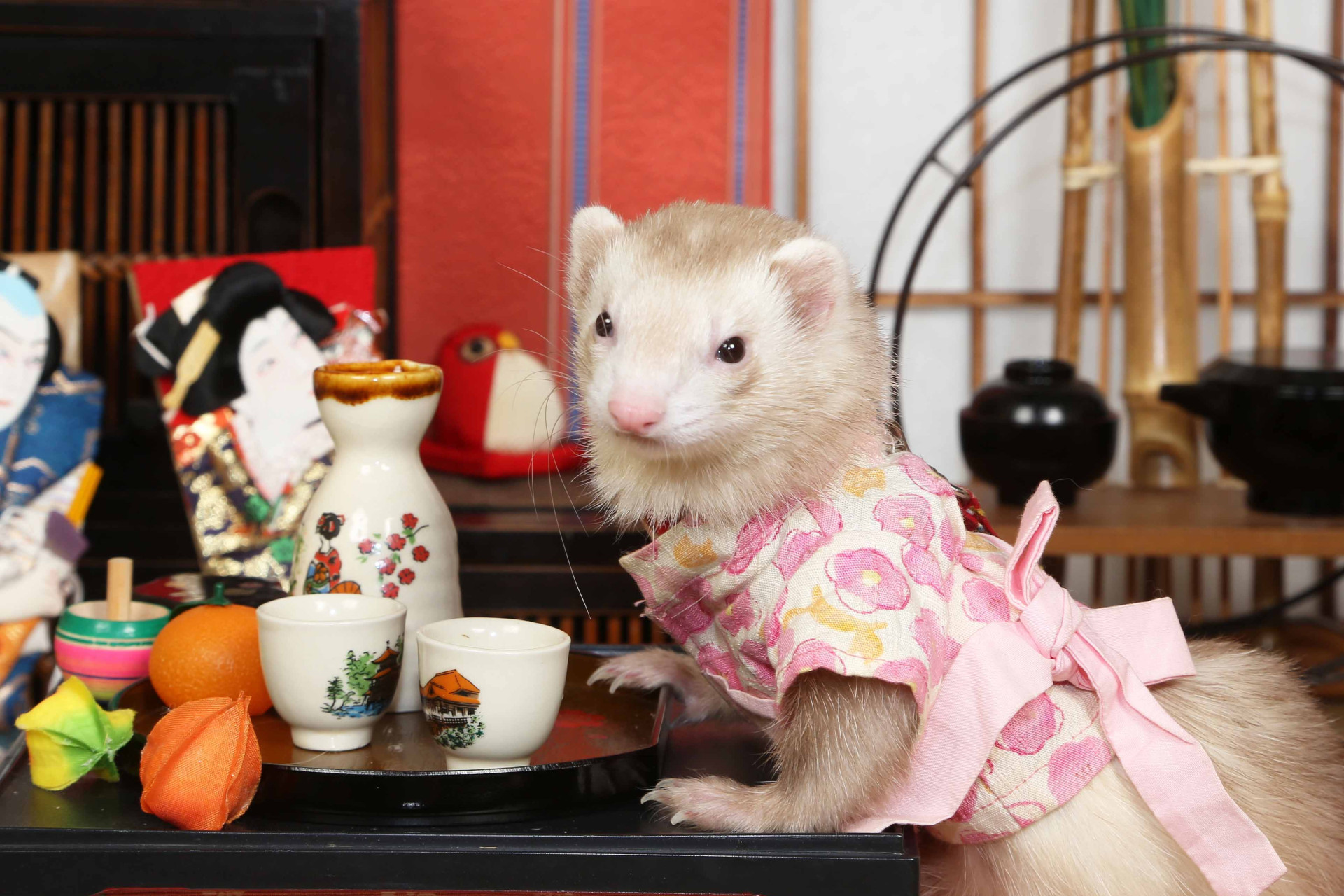 不思議の国のわんわん写真館のメイン画像