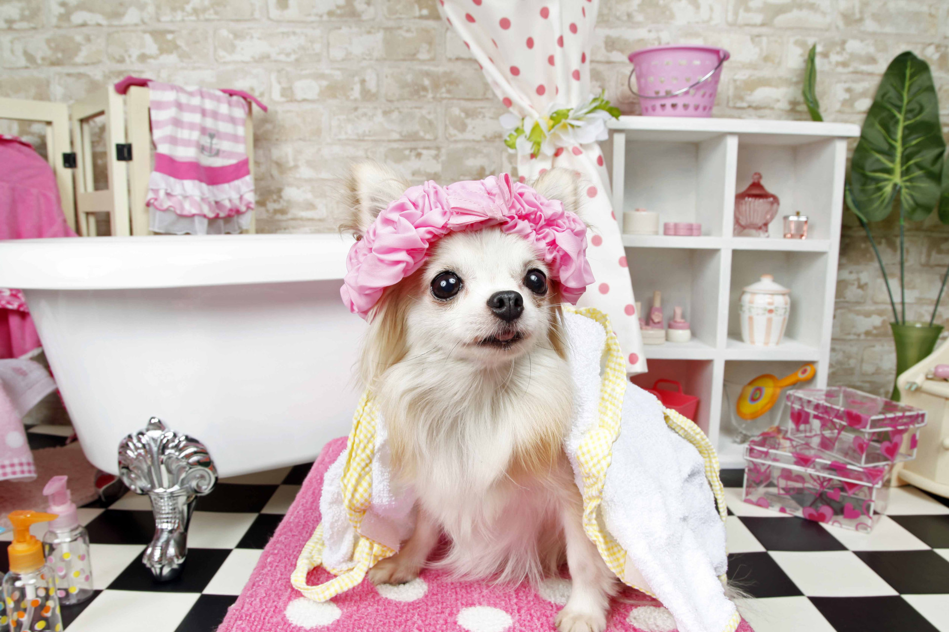 不思議の国のわんわん写真館のメイン画像