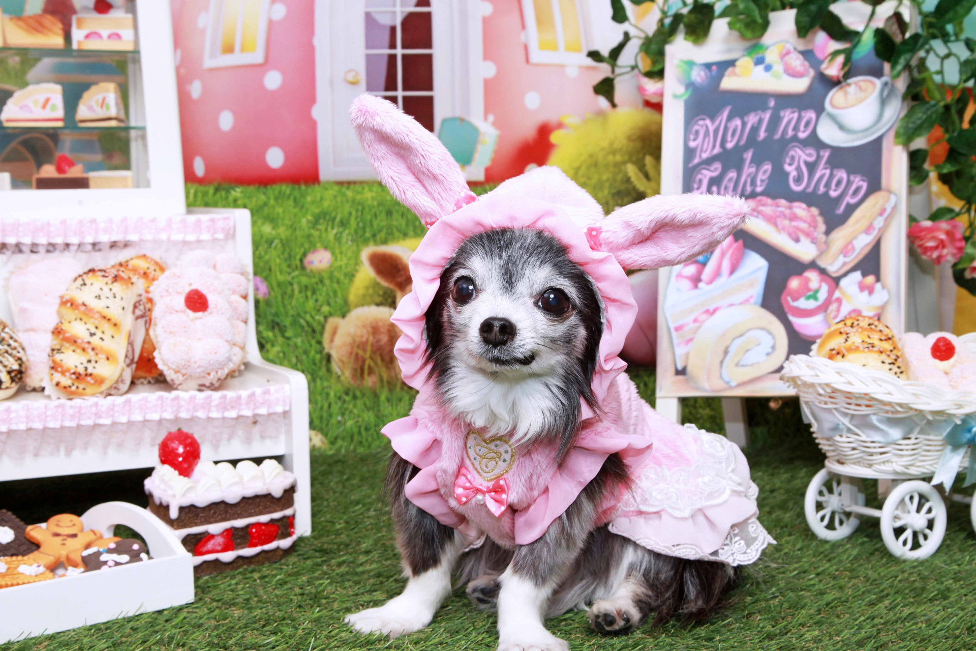 不思議の国のわんわん写真館のメイン画像