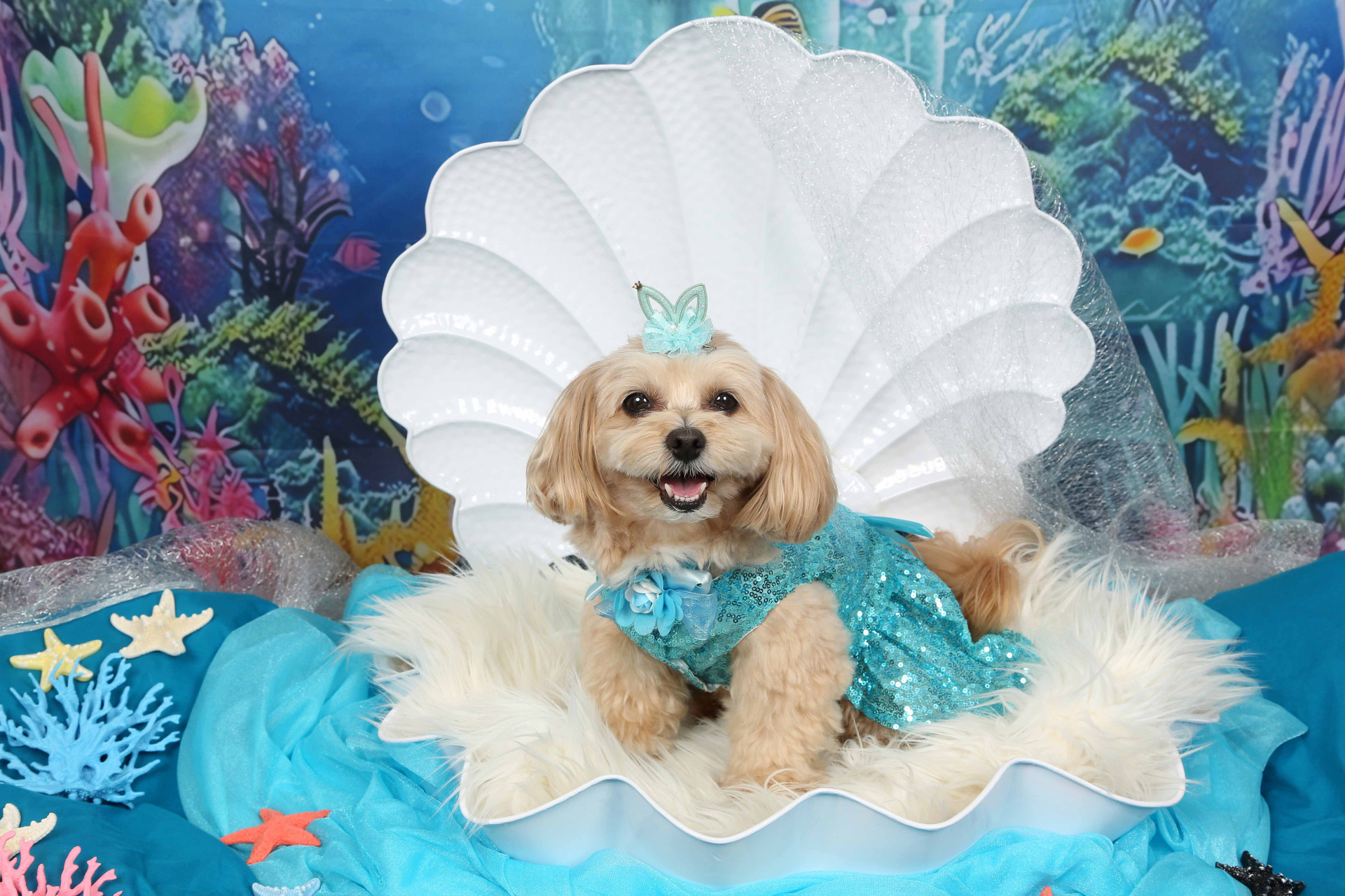 不思議の国のわんわん写真館のメイン画像