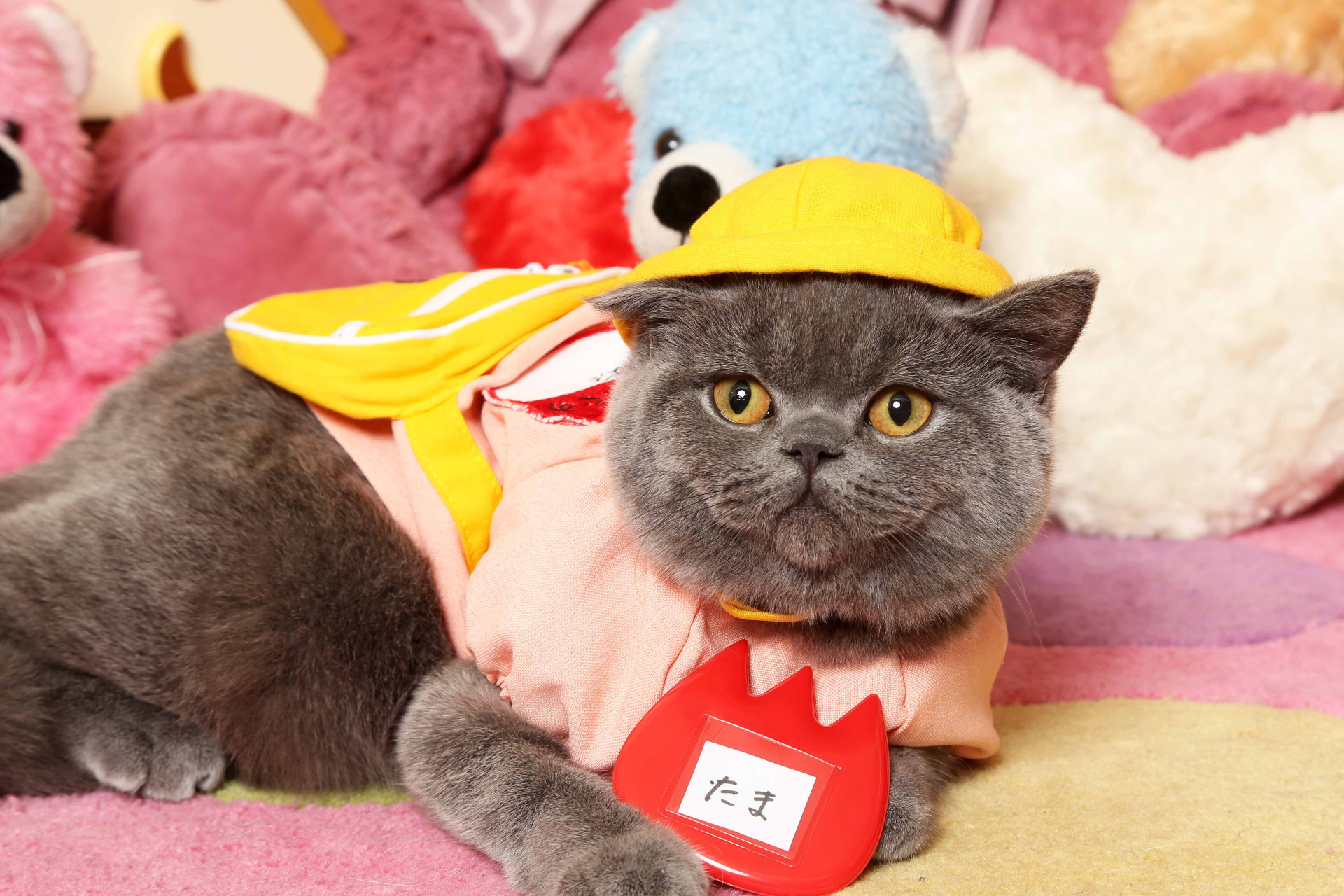 不思議の国のわんわん写真館のメイン画像