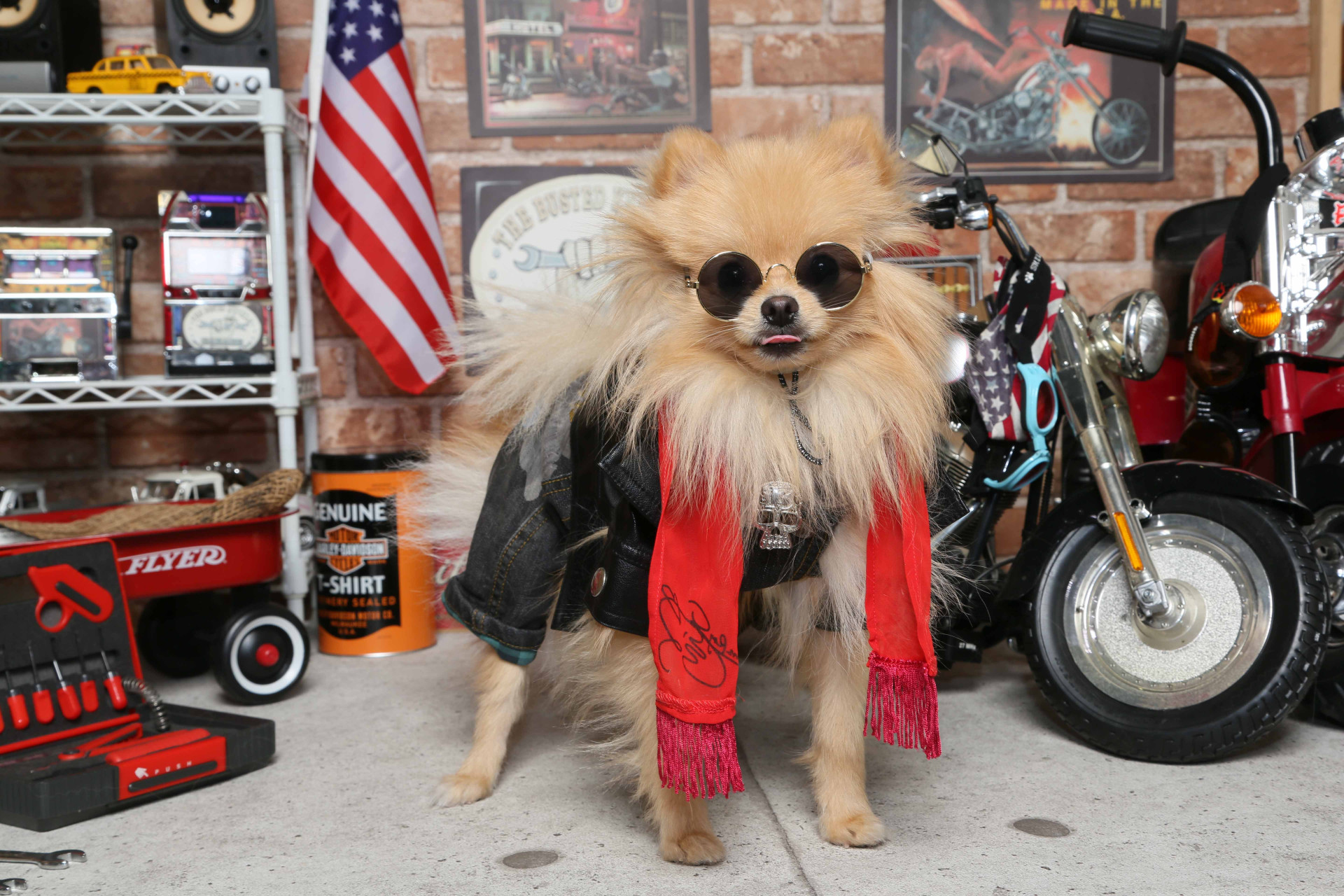 不思議の国のわんわん写真館のメイン画像