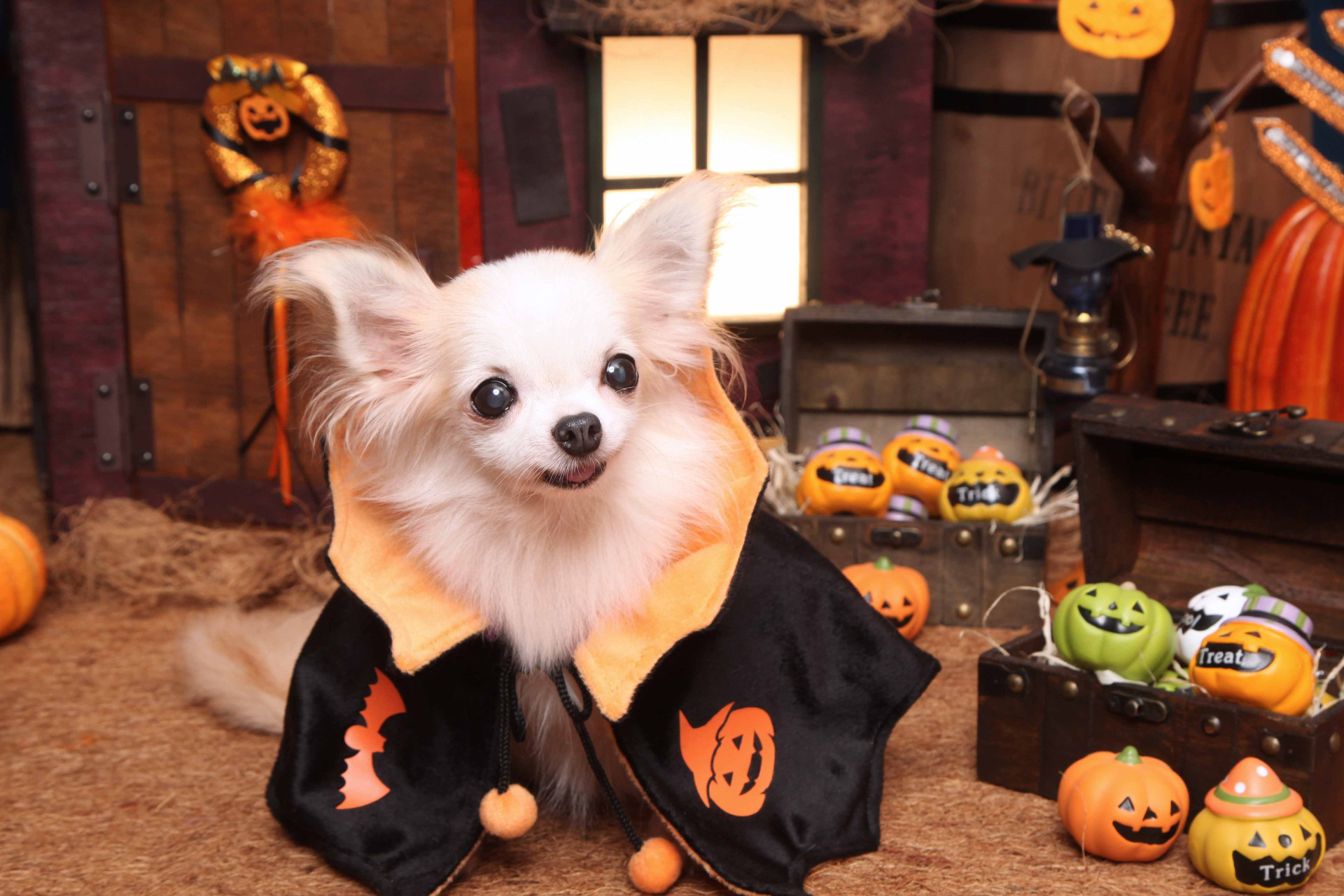 不思議の国のわんわん写真館のメイン画像