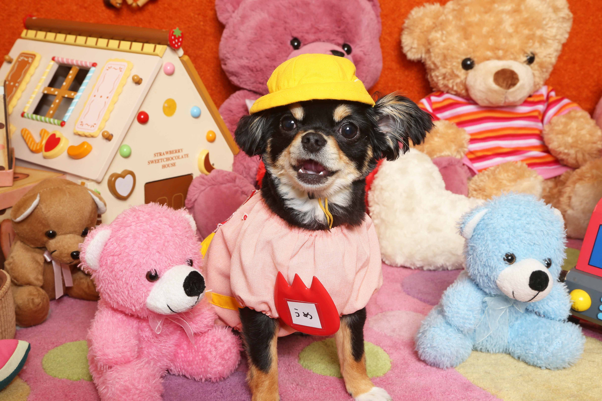 不思議の国のわんわん写真館のメイン画像