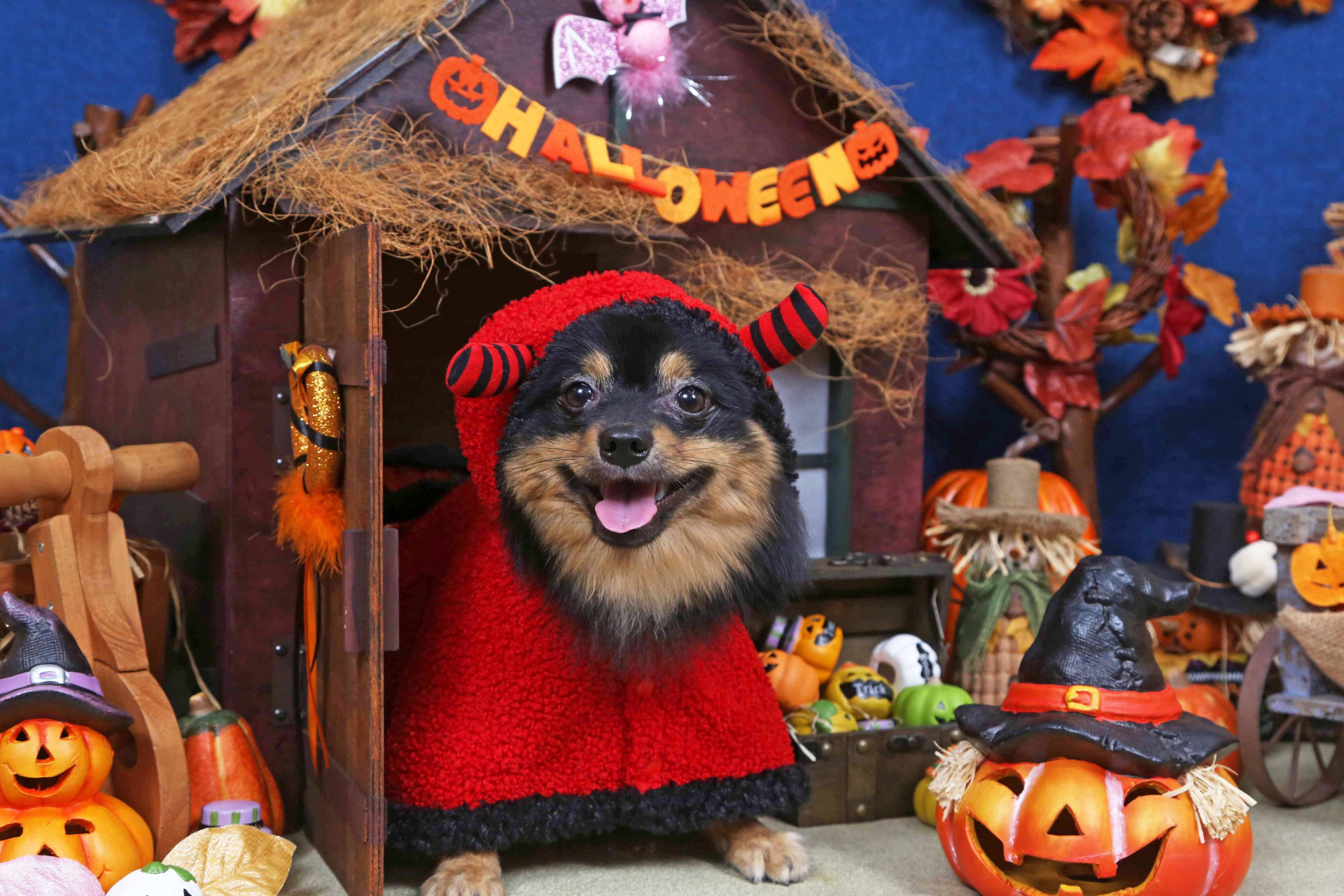 不思議の国のわんわん写真館のメイン画像