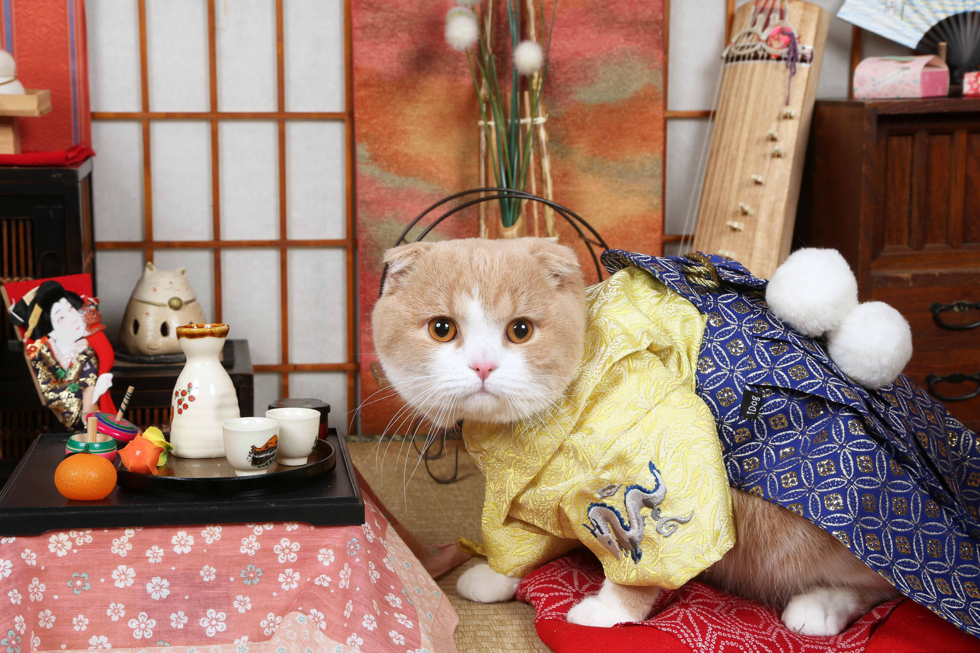 不思議の国のわんわん写真館のメイン画像