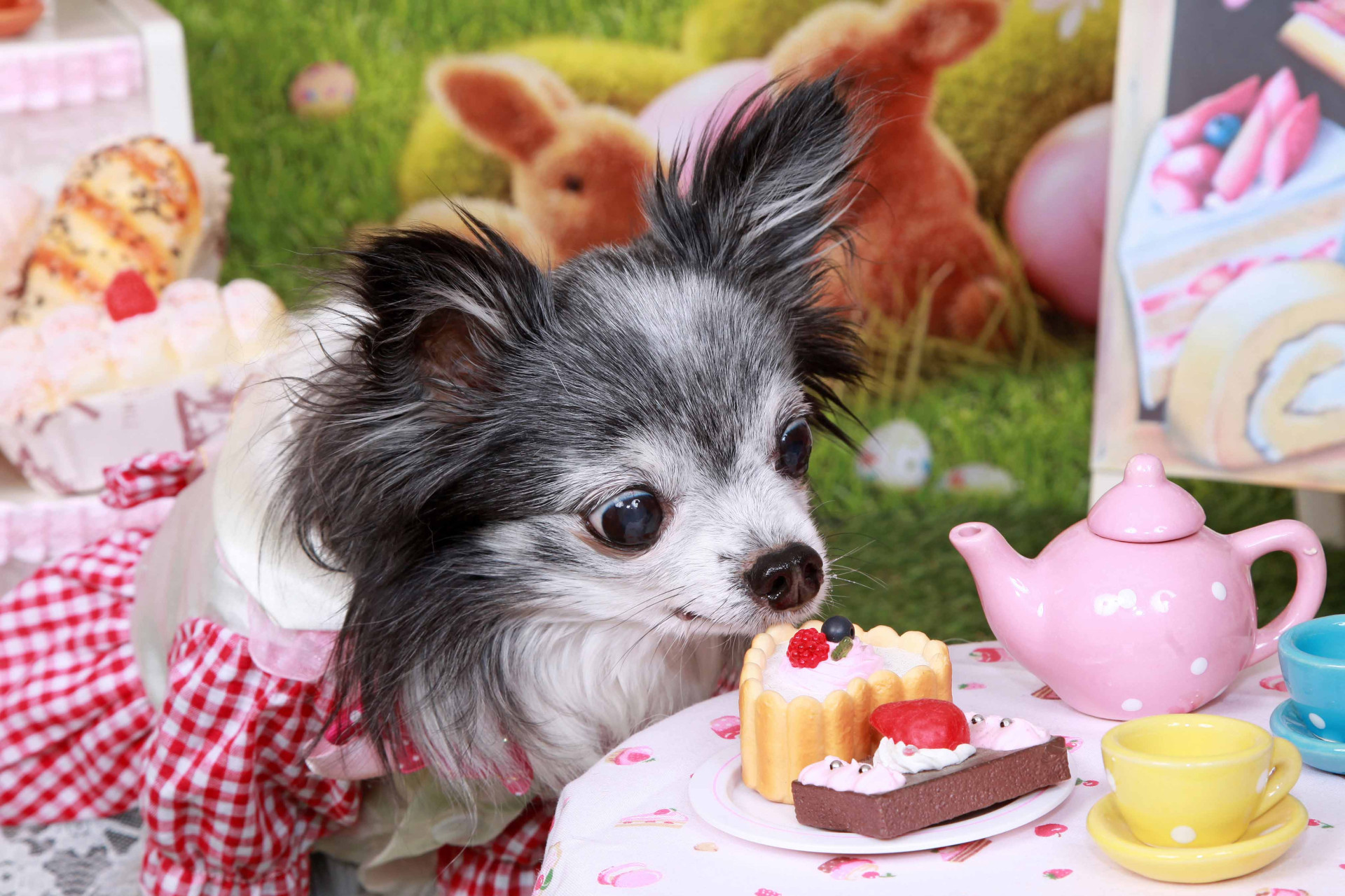 不思議の国のわんわん写真館のメイン画像