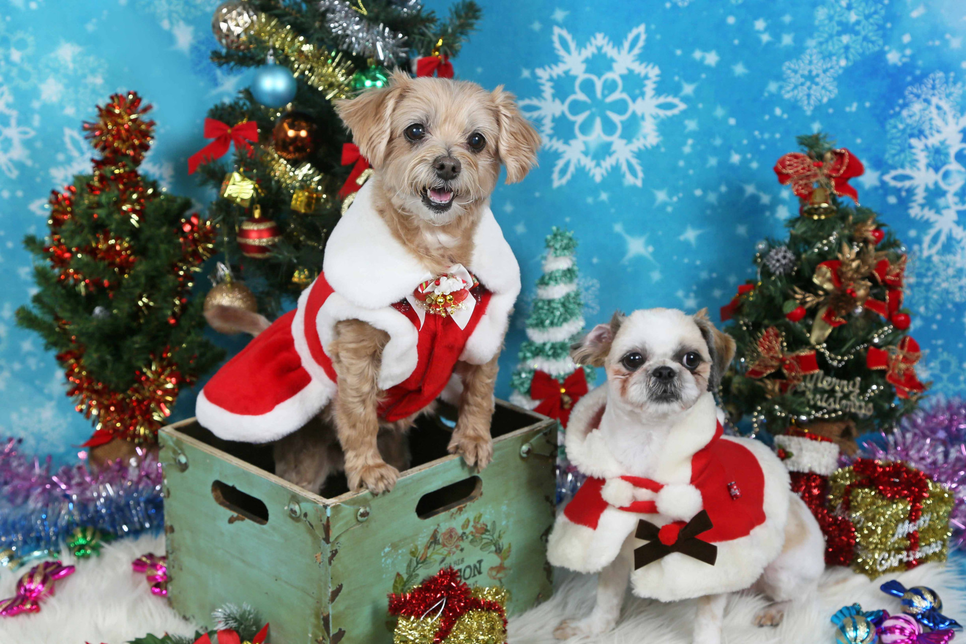 不思議の国のわんわん写真館のメイン画像