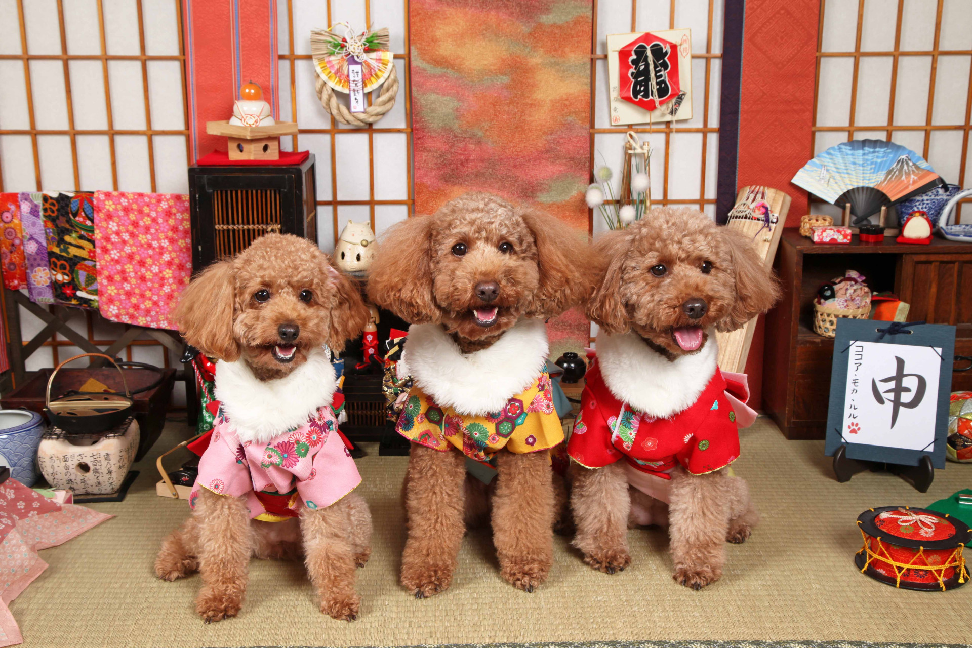 不思議の国のわんわん写真館のメイン画像