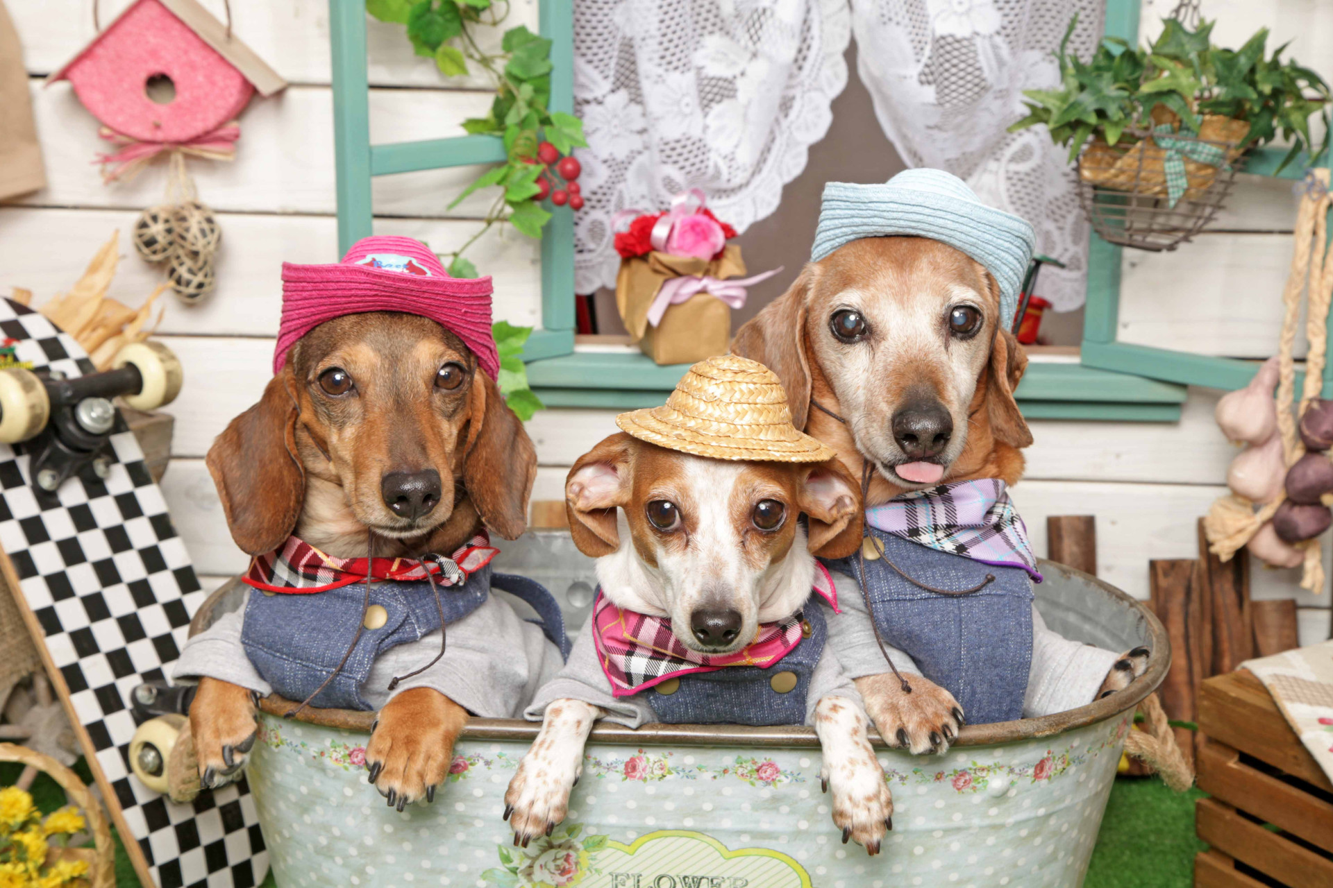 不思議の国のわんわん写真館のメイン画像