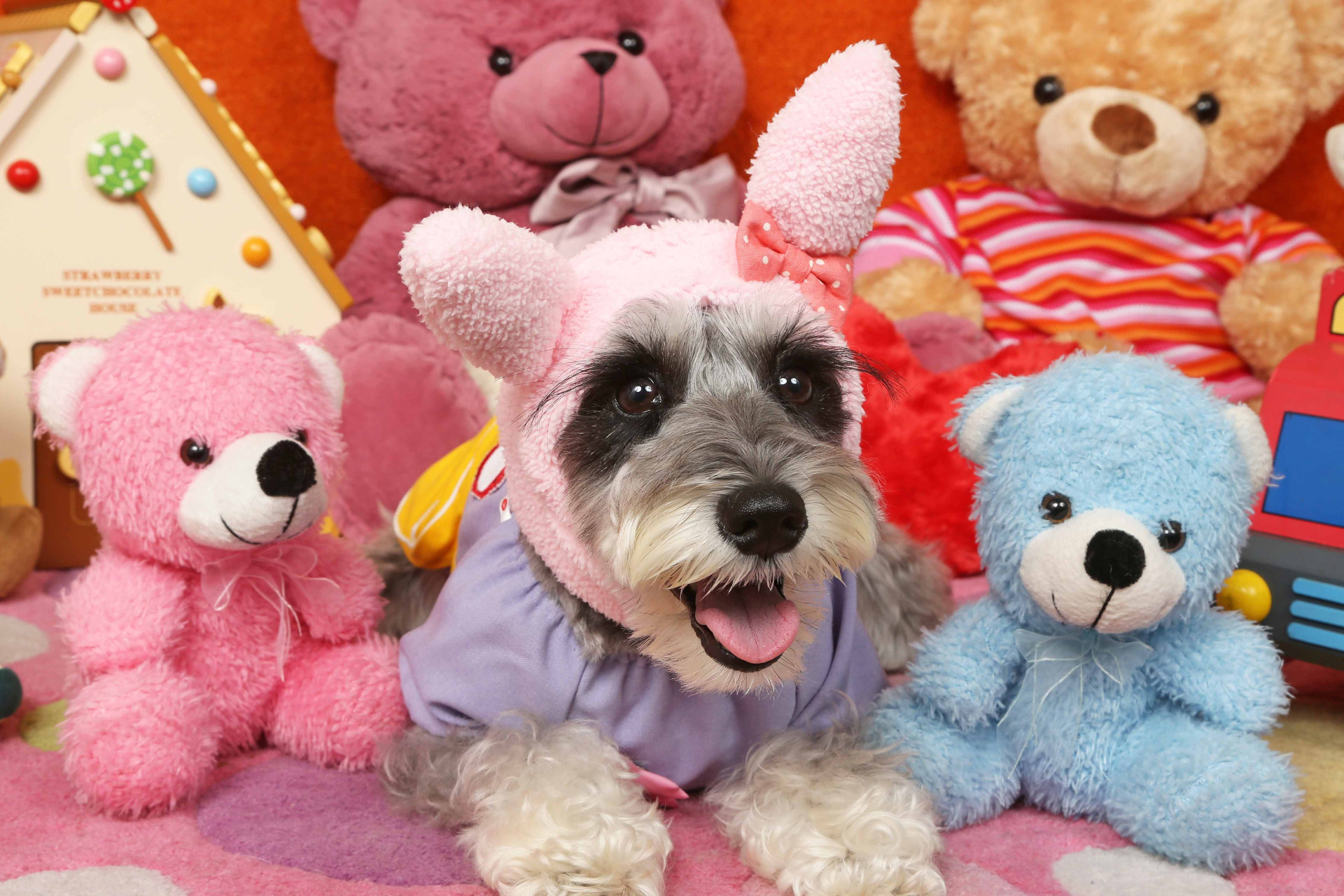 不思議の国のわんわん写真館のメイン画像