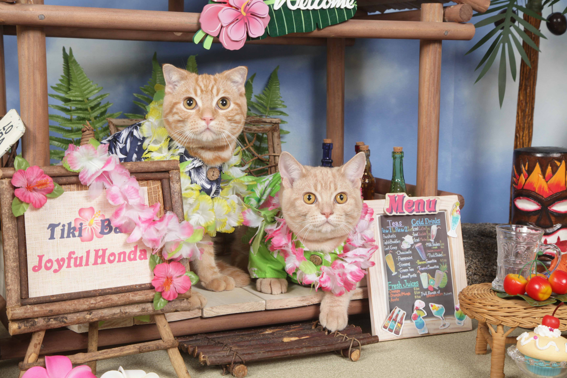 不思議の国のわんわん写真館のメイン画像