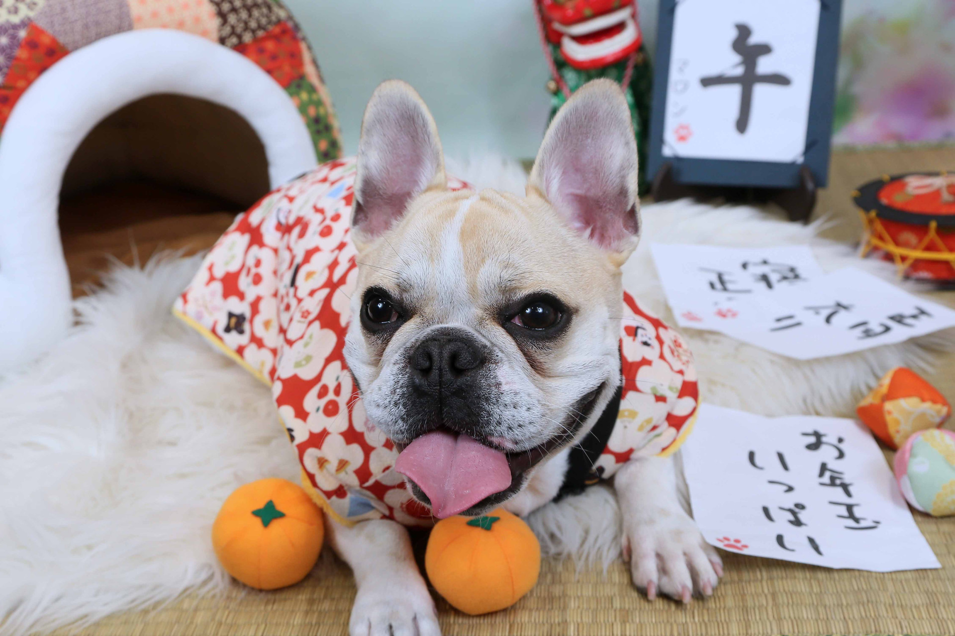 不思議の国のわんわん写真館のメイン画像