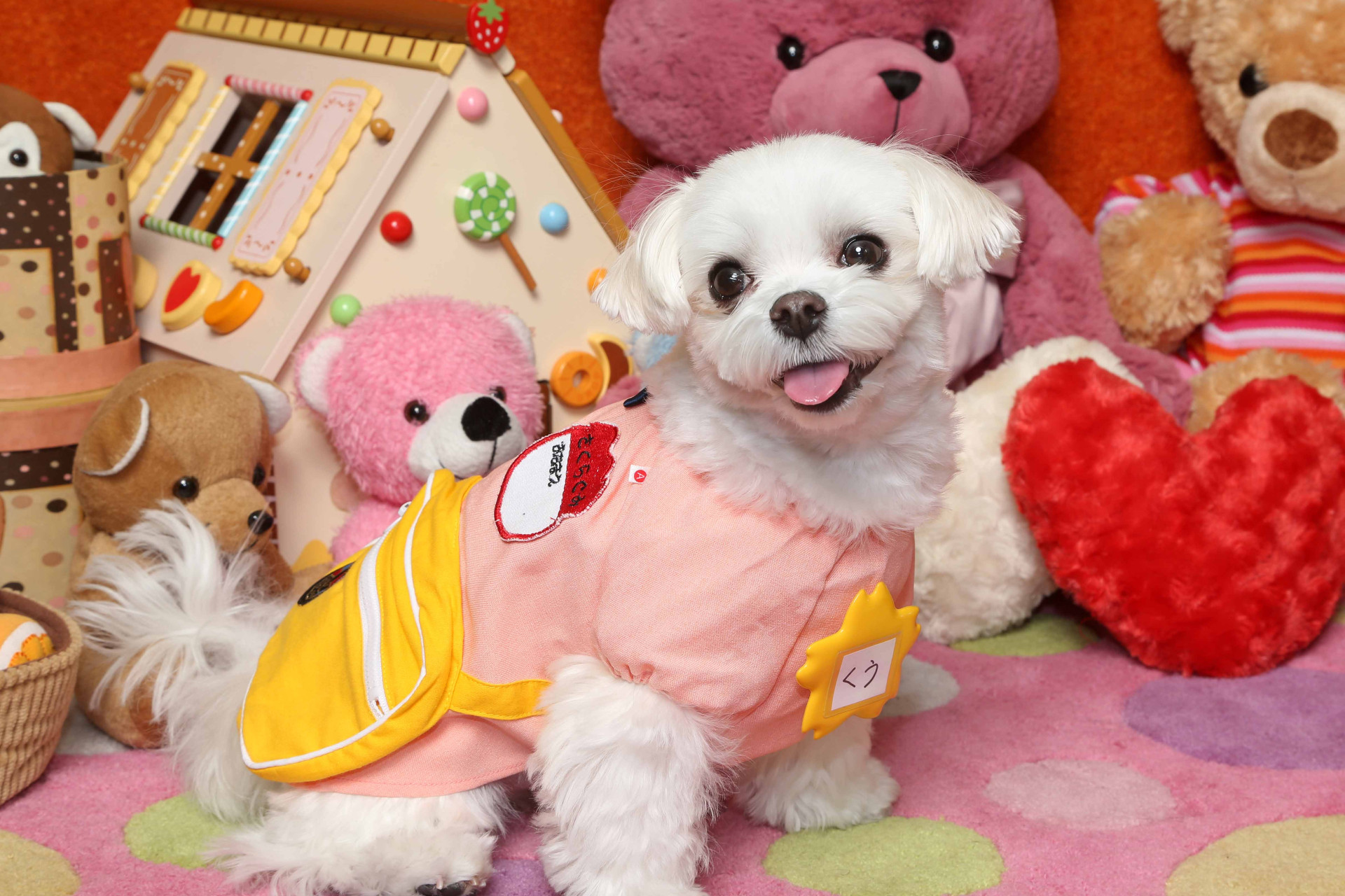 不思議の国のわんわん写真館のメイン画像