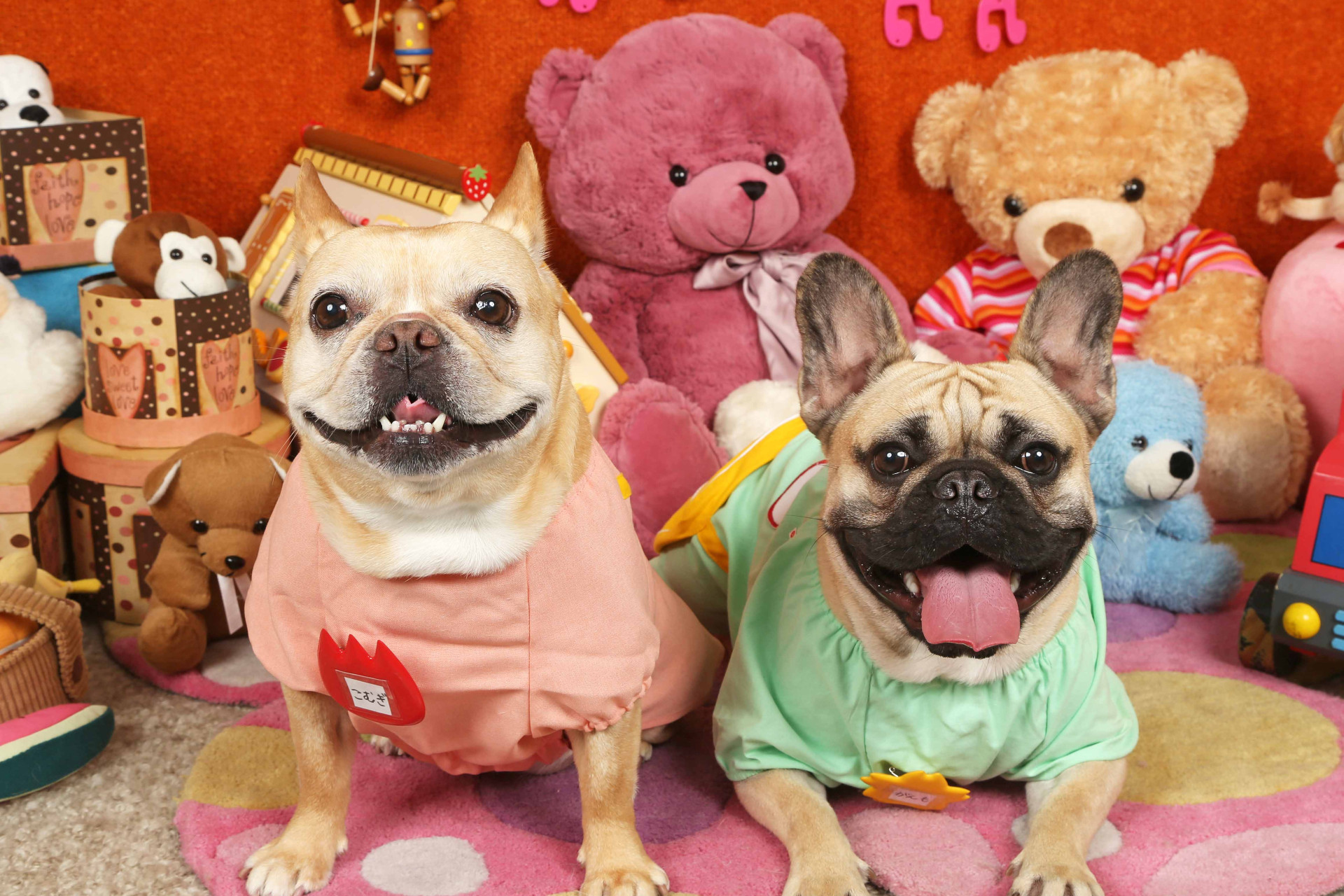 不思議の国のわんわん写真館のメイン画像