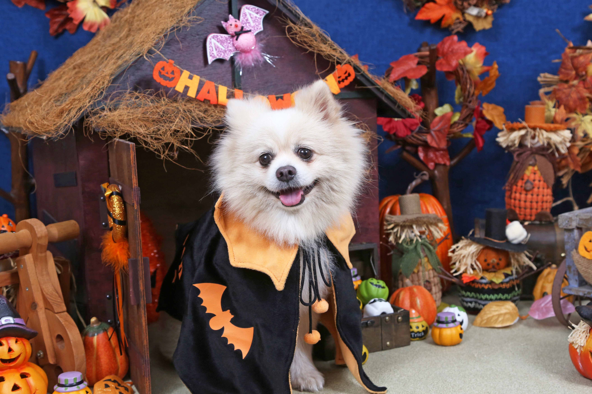 不思議の国のわんわん写真館のメイン画像